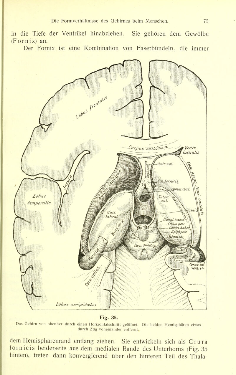 in die Tiefe der Ventrikel hinabziehen. Sie gehoren dem Gewolbe (Fornix) an. Der Fornix ist eine Kombination von Faserbtindeln, die immer Fig. 35. Das Gehirn von obenher durch einen Horizontalschnitt geoffnet. Die beiden Hemispharen etwas durch Zug voneinander entfernt. dem Hemispharenrand entlang ziehen. Sie entwickeln sich als Crura fornicis beiderseits aus dem medialen Rande des Unterhorns (Fig. 35 hinten), treten dann konvergierend uber den hinteren Teil des Thala-