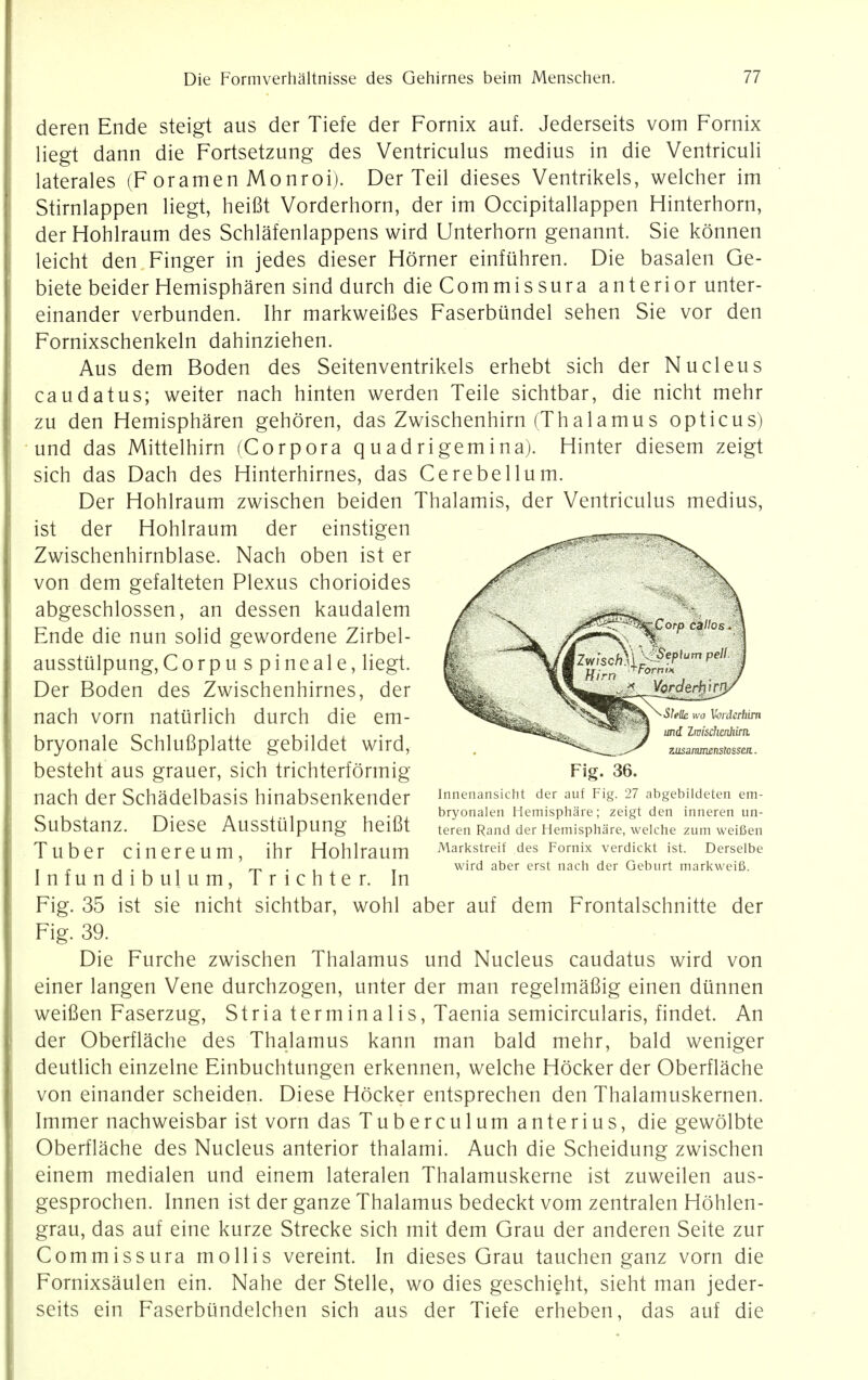 deren Ende steigt aus der Tiefe der Fornix auf. Jederseits vom Fornix liegt dann die Fortsetzung des Ventriculus medius in die Ventriculi laterales (F oramen Monroi). Der Teil dieses Ventrikels, welcher im Stirnlappen liegt, heifit Vorderhorn, der im Occipitallappen Hinterhorn, der Hohlraum des Schlafenlappens wird Unterhorn genannt. Sie konnen leicht den Finger in jedes dieser Horner einfiihren. Die basalen Ge- biete beider Hemispharen sind durch die Commis sura anterior unter- einander verbunden. Ihr markweifles Faserbiindel sehen Sie vor den Fornixschenkeln dahinziehen. Aus dem Boden des Seitenventrikels erhebt sich der Nucleus caudatus; weiter nach hinten werden Teile sichtbar, die nicht mehr zu den Hemispharen gehoren, das Zwischenhirn (Thalamus opticus) und das Mittelhirn (Corpora quadrigemina). Hinter diesem zeigt sich das Dach des Hinterhirnes, das Cerebellum. Der Hohlraum zwischen beiden Thalamis, der Ventriculus medius, ist der Hohlraum der einstigen Zwischenhirnblase. Nach oben ist er von dem gefalteten Plexus chorioides abgeschlossen, an dessen kaudalem Ende die nun solid gewordene Zirbel- ausstiilpung, Corpu s pine ale, liegt. Der Boden des Zwischenhirnes, der nach vorn natiirlich durch die em- bryonale Schlufiplatte gebildet wird, besteht aus grauer, sich trichterformig nach der Schadelbasis hinabsenkender Substanz. Diese Ausstulpung heifit Tuber cinereum, ihr Hohlraum Infundibulum, Trichter. In Fig. 35 ist sie nicht sichtbar, wohl aber auf dem Frontalschnitte der Fig. 39. Die Furche zwischen Thalamus und Nucleus caudatus wird von einer langen Vene durchzogen, unter der man regelmafiig einen diinnen weifien Faserzug, Stria terminalis, Taenia semicircularis, findet. An der Oberflache des Thalamus kann man bald mehr, bald weniger deutlich einzelne Einbuchtungen erkennen, welche Hocker der Oberflache von einander scheiden. Diese Hocker entsprechen den Thalamuskernen. Immer nachweisbar ist vorn das Tuberculumanterius, die gewolbte Oberflache des Nucleus anterior thalami. Auch die Scheidung zwischen einem medialen und einem lateralen Thalamuskerne ist zuweilen aus- gesprochen. Innen ist der ganze Thalamus bedeckt vom zentralen Hohlen- grau, das auf eine kurze Strecke sich rnit dem Grau der anderen Seite zur Commissura mollis vereint. In dieses Grau tauchen ganz vorn die Fornixsaulen ein. Nahe der Stelle, wo dies geschieht, sieht man jeder- seits ein Faserbiindelchen sich aus der Tiefe erheben, das auf die Fig. 36. Innenansicht der auf Fig. 27 abgebildeten em- bryonalen Hemisphare; zeigt den inneren un- teren Rand der Hemisphare, welche zum weifien Markstreif des Fornix verdickt ist. Derselbe wird aber erst nach der Geburt markweifi.