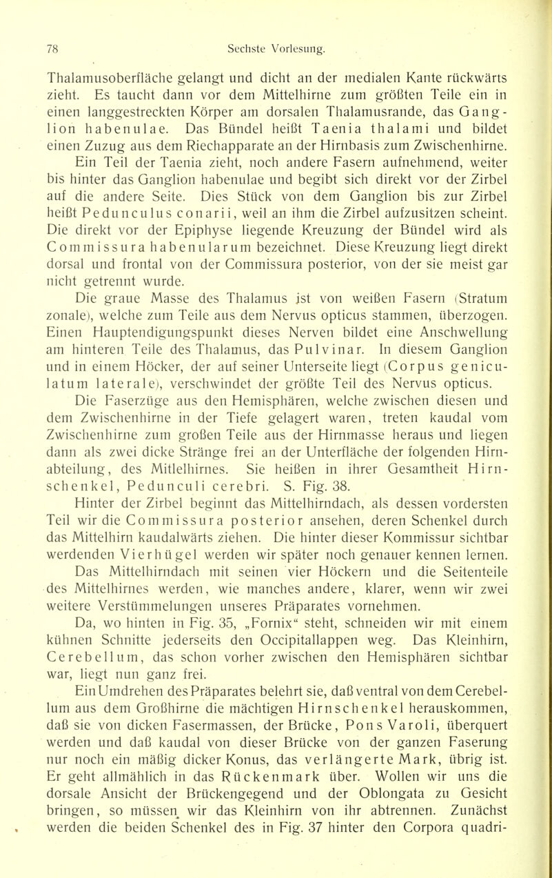 Thalamusoberflache gelangt und dicht an der medialen Kante ruckwarts zieht. Es taucht dann vor dem Mittelhirne zum grofiten Teile ein in einen langgestreckten Korper am dorsalen Thalamusrande, das Gang- lion habenulae. Das Bundel heifit Taenia thalami und bildet einen Zuzug aus dem Riechapparate an der Hirnbasis zum Zwischenhirne. Ein Teil der Taenia zieht, noch andere Fasern aufnehmend, weiter bis hinter das Ganglion habenulae und begibt sich direkt vor der Zirbel auf die andere Seite. Dies Stuck von dem Ganglion bis zur Zirbel heifit Pedunculus conarii, weil an ihm die Zirbel aufzusitzen scheint. Die direkt vor der Epiphyse liegende Kreuzung der Bundel wird als Commissura habenularum bezeichnet. Diese Kreuzung liegt direkt dorsal und frontal von der Commissura posterior, von der sie meist gar nicht getrennt wurde. Die graue Masse des Thalamus 1st von weifien Fasern (Stratum zonale), welche zum Teile aus dem Nervus opticus stammen, iiberzogen. Einen Hauptendigungspunkt dieses Nerven bildet eine Anschwellung am hinteren Teile des Thalamus, dasPulvinar. In diesem Ganglion und in einem Hocker, der auf seiner Unterseite liegt (Corpus genicu- latum laterale), verschwindet der grofite Teil des Nervus opticus. Die Faserziige aus den Hemispharen, welche zwischen diesen und dem Zwischenhirne in der Tiefe gelagert waren, treten kaudal vom Zwischenhirne zum grofien Teile aus der Hirnmasse heraus und liegen dann als zwei dicke Strange frei an der Unterflache der folgenden Hirn- abteilung, des Mitlelhirnes. Sie heifien in ihrer Gesamtheit Hirn- schenkel, Pedunculi cerebri. S. Fig. 38. Hinter der Zirbel beginnt das Mittelhirndach, als dessen vordersten Teil wir die Commissura posterior ansehen, deren Schenkel durch das Mittelhirn kaudalwarts Ziehen. Die hinter dieser Kommissur sichtbar werdenden Vierhiigel werden wir spater noch genauer kennen lernen. Das Mittelhirndach mit seinen vier Hockern und die Seitenteile des Mittelhirnes werden, wie manches andere, klarer, wenn wir zwei weitere Verstummelungen unseres Praparates vornehmen. Da, wo hinten in Fig. 35, „Fornix steht, schneiden wir mit einem ktihnen Schnitte jederseits den Occipitallappen weg. Das Kleinhirn, Cerebellum, das schon vorher zwischen den Hemispharen sichtbar war, liegt nun ganz frei. EinUmdrehen des Praparates belehrt sie, dafi ventral von dem Cerebel- lum aus dem Grofihirne die machtigen Hirnschenkel herauskommen, dafi sie von dicken Fasermassen, der Briicke, Pons Varoli, iiberquert werden und dafi kaudal von dieser Brucke von der ganzen Faserung nur noch ein mafiig dicker Konus, das verlangerte Mark, tibrig ist. Er geht allmahlich in das Riickenmark iiber. Wollen wir uns die dorsale Ansicht der Bruckengegend und der Oblongata zu Gesicht bringen, so mussen wir das Kleinhirn von ihr abtrennen. Zunachst werden die beiden Schenkel des in Fig. 37 hinter den Corpora quadri-