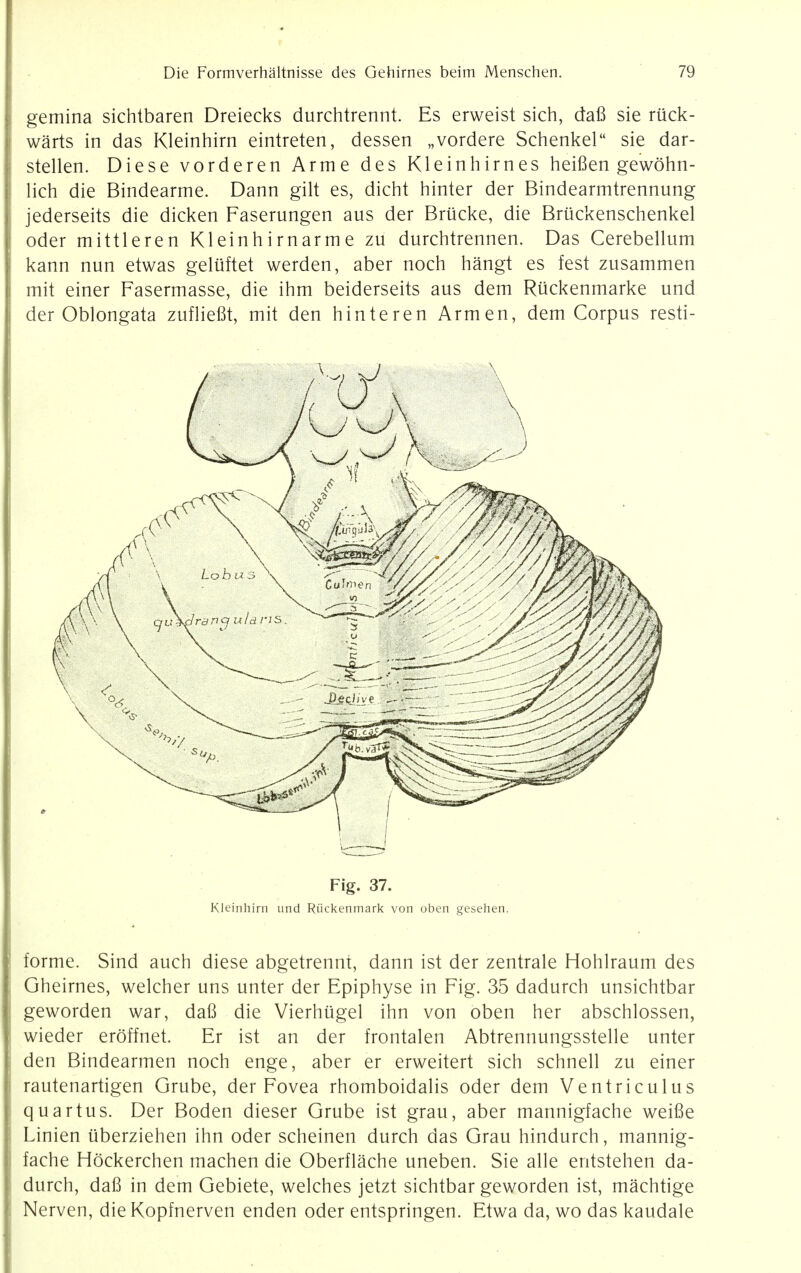gemina sichtbaren Dreiecks durchtrennt. Es erweist sich, dafi sie ruck- warts in das Kleinhirn eintreten, dessen „vordere Schenkel sie dar- stellen. Diese vorderen Arme des Kleinhirnes heiBen gewohn- lich die Bindearme. Dann gilt es, dicht hinter der Bindearmtrennung jederseits die dicken Faserungen aus der Briicke, die Briickenschenkel oder mittleren Kleinhirnarme zu durchtrennen. Das Cerebellum kann nun etwas geliiftet werden, aber noch hangt es test zusammen mit einer Fasermasse, die ihm beiderseits aus dem Riickenmarke und der Oblongata zufliefit, mit den hinteren Arm en, dem Corpus resti- Fig. 37. Kleinhirn und Riickenmark von oben gesehen. forme. Sind auch diese abgetrennt, dann ist der zentrale Hohlraum des Gheirnes, welcher uns unter der Epiphyse in Fig. 35 dadurch unsichtbar geworden war, dafi die Vierhugel ihn von oben her abschlossen, wieder eroffnet. Er ist an der frontalen Abtrennungsstelle unter den Bindearmen noch enge, aber er erweitert sich schnell zu einer rautenartigen Grube, der Fovea rhomboidalis oder dem Ventriculus quartus. Der Boden dieser Grube ist grau, aber mannigfache weifie Linien iiberziehen ihn oder scheinen durch das Grau hindurch, mannig- fache Hockerchen machen die Oberflache uneben. Sie alle entstehen da- durch, dafi in dem Gebiete, welches jetzt sichtbar geworden ist, machtige Nerven, dieKopfnerven enden oder entspringen. Etwa da, wo das kaudale