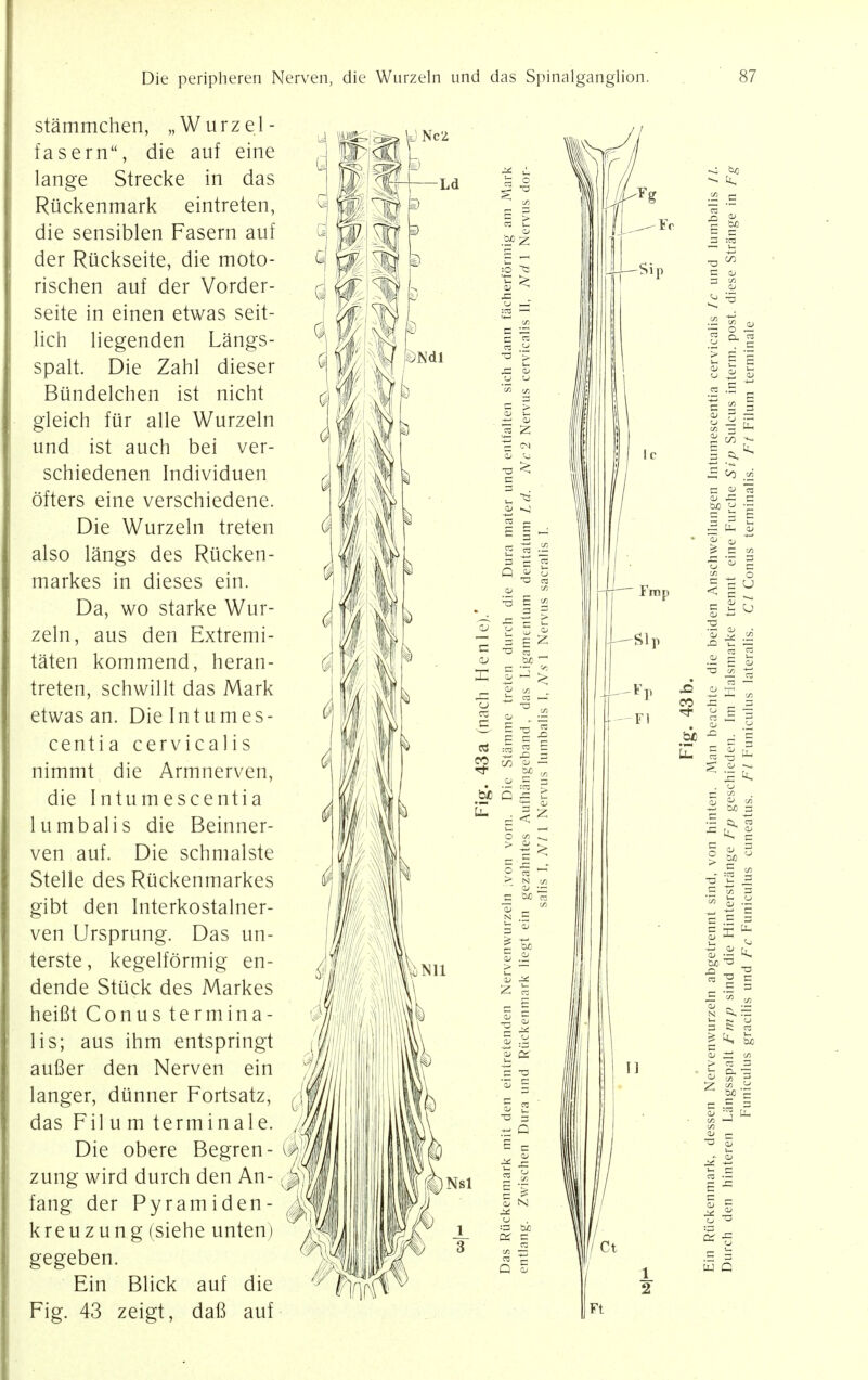 stammchen, „Wurzel- fasern, die auf eine lange Strecke in das Ruckenmark eintreten, die sensiblen Fasern auf der Riickseite, die moto- rischen auf der Vorder- seite in einen etwas seit- lich liegenden Langs- spalt. Die Zahl dieser Bundelchen ist nicht gleich fur alle Wurzeln und ist auch bei ver- schiedenen Individuen offers eine verschiedene. Die Wurzeln treten also langs des Rticken- markes in dieses ein. Da, wo starke Wur- zeln, aus den Extremi- taten kommend, heran- treten, schwillt das Mark etwas an. Die In turn es- centia cervicalis nimmt die Armnerven, die Intumescentia lumbal is die Beinner- ven auf. Die schmalste Stelle des Riickenmarkes gibt den Interkostalner- ven Ursprung. Das un- terste, kegelformig en- dende Stiick des Markes heifit Conus termina- lis; aus ihm entspringt aufier den Nerven ein langer, diinner Fortsatz, das Fil u m terminale. Die obere Begren- zung wird durch den An- fang der Pyramiden- kreuzung (siehe unten) gegeben. Ein Blick auf die Fig. 43 zeigt, dafi auf