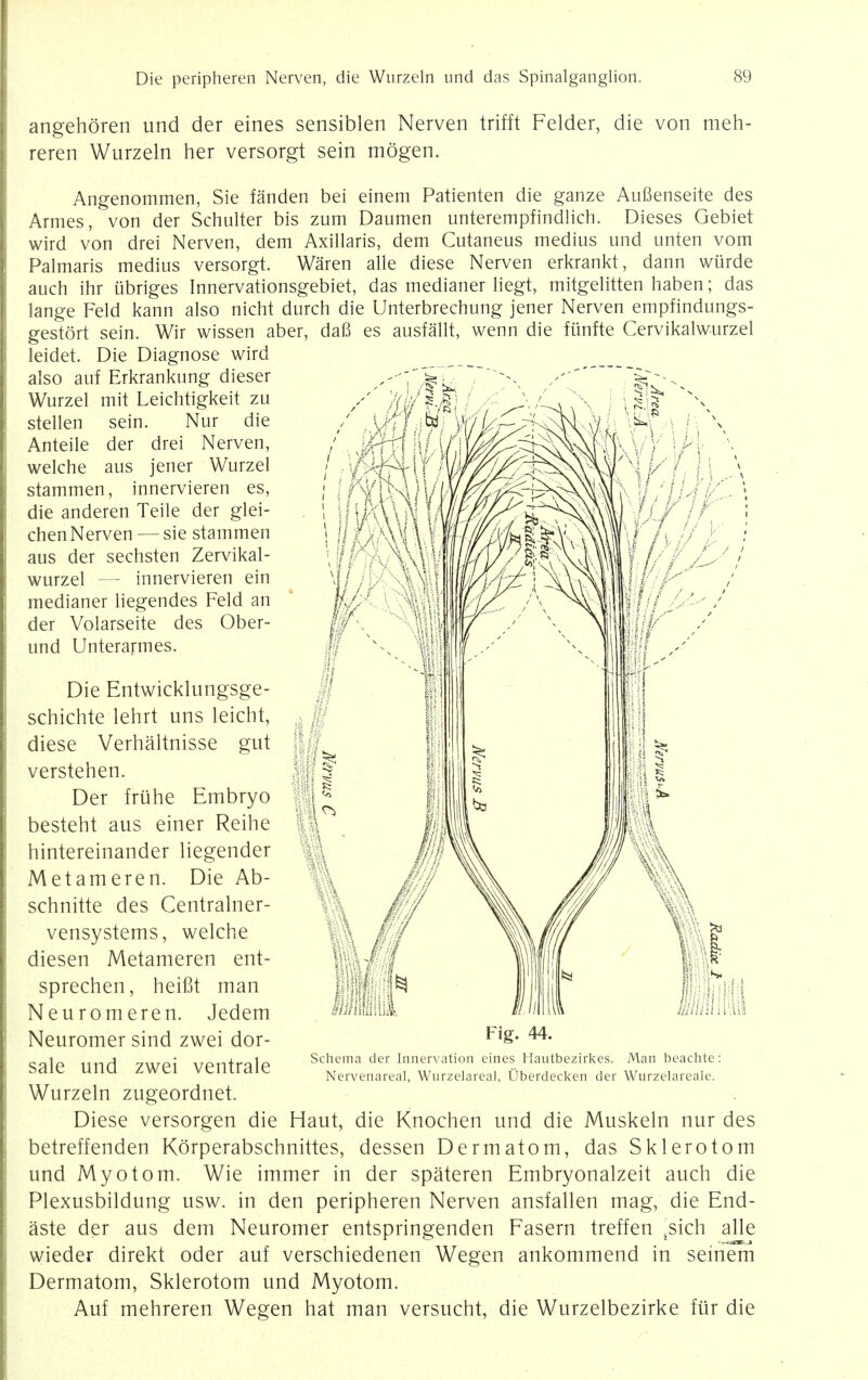 angehoren und der eines sensiblen Nerven trifft Felder, die von meh- reren Wurzeln her versorgt sein mogen. Angenommen, Sie fanden bei einem Patienten die ganze Aufienseite des Amies, von der Schulter bis zum Daumen unterempfindlich. Dieses Gebiet wird von drei Nerven, dem Axillaris, dem Cutaneus medius und unten vom Palmaris medius versorgt. Waren alle diese Nerven erkrankt, dann wurde auch ihr ubriges Innervationsgebiet, das medianer liegt, mitgelitten haben; das lange Feld kann also nicht durch die Unterbrechung jener Nerven empfindungs- gestort sein. Wir wissen aber, dafi es ausfallt, wenn die fiinfte Cervikalwurzel leidet. Die Diagnose wird also auf Erkrankung dieser ^\r^ Wurzel mit Leichtigkeit zu stellen sein. Nur die Anteile der drei Nerven, welche aus jener Wurzel stammen, innervieren es, die anderen Teile der glei- chen Nerven — sie stammen aus der sechsten Zervikal- wurzel — innervieren ein medianer liegendes Feld an der Volarseite des Ober- und Unterarmes. Die Entwicklungsge- schichte lehrt uns leicht, diese Verhaltnisse gut verstehen. Der friihe Embryo besteht aus einer Reihe hintereinander liegender Metameren. Die Ab- schnitte des Centralner- vensystems, welche diesen Metameren ent- sprechen, heifit man Neuromeren. Jedem Neuromer sind zwei dor- sale und zwei ventrale Wurzeln zugeordnet. Diese versorgen die Haut, die Knochen und die Muskeln nur des betreffenden Korperabschnittes, dessen Dermatom, das Sklerotom und Myotorn. Wie immer in der spateren Embryonalzeit auch die Plexusbildung usw. in den peripheren Nerven ansfallen mag, die End- aste der aus dem Neuromer entspringenden Fasern treffen £sich alle wieder direkt oder auf verschiedenen Wegen ankommend in seinem Dermatom, Sklerotom und Myotom. Auf mehreren Wegen hat man versucht, die Wurzelbezirke fur die Fig. 44. Schema der Innervation eines Hautbezirkes. Man beachte Nervenareal, Wurzelareal, Uberdecken der Wurzelareale.