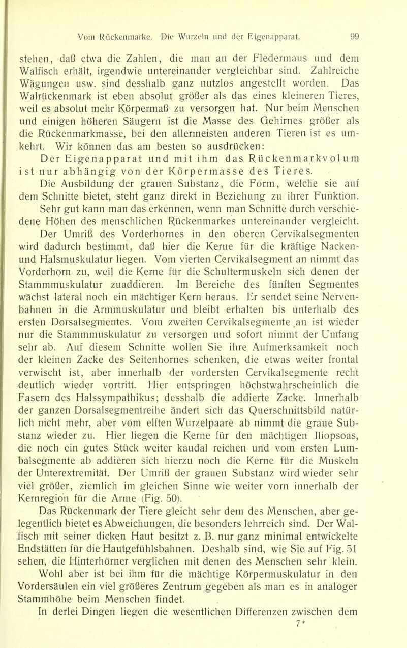 stehen, dafi etwa die Zahlen, die man an der Fledermaus und dem Walfisch erhalt, irgendwie untereinander vergleichbar sind. Zahlreiche Wagungen usw. sind desshalb ganz nutzlos angestellt worden. Das Walruckenmark ist eben absolut grofier als das eines kleineren Tieres, weil es absolut mehr Korpermafi zu versorgen hat. Nur beim Menschen und einigen hoheren Saugern ist die Masse des Gehirnes grofier als die Riickenmarkmasse, bei den allermeisten anderen Tieren ist es um- kehrt. Wir konnen das am besten so ausdrucken: Der Eigenapparat und mit ihm das Ruckenmarkvol um ist nur abhangig von der Korpermasse des Tieres. Die Ausbildung der grauen Substanz, die Form, welche sie auf dem Schnitte bietet, steht ganz direkt in Beziehung zu ihrer Funktion. Sehr gut kann man das erkennen, wenn man Schnitte durch verschie- dene Hohen des menschlichen Riickenmarkes untereinander vergleicht. Der Umrifi des Vorderhornes in den oberen Cervikalsegmenten wird dadurch bestimmt, dafi hier die Kerne fur die kraftige Nacken- und Halsmuskulatur liegen. Vom vierten Cervikalsegment an nimmt das Vorderhorn zu, weil die Kerne fur die Schultermuskeln sich denen der Stammmuskulatur zuaddieren. Im Bereiche des funften Segmentes wachst lateral noch ein machtiger Kern heraus. Er sendet seine Nerven- bahnen in die Armmuskulatur und bleibt erhalten bis unterhalb des ersten Dorsalsegmentes. Vom zweiten Cervikalsegmente ^an ist wieder nur die Stammmuskulatur zu versorgen und sofort nimmt der Umfang sehr ab. Auf diesem Schnitte wollen Sie ihre Aufmerksamkeit noch der kleinen Zacke des Seitenhornes schenken, die etwas weiter frontal verwischt ist, aber innerhalb der vordersten Cervikalsegmente recht deutlich wieder vortritt. Hier entspringen hochstwahrscheinlich die Fasern des Halssympathikus; desshalb die addierte Zacke. Innerhalb der ganzen Dorsalsegmentreihe andert sich das Querschnittsbild natiir- lich nicht mehr, aber vom elften Wurzelpaare ab nimmt die graue Sub- stanz wieder zu. Hier liegen die Kerne fur den machtigen Iliopsoas, die noch ein gutes Stuck weiter kaudal reichen und vom ersten Lum- balsegmente ab addieren sich hierzu noch die Kerne fur die Muskeln der Unterextremitat. Der Umrifi der grauen Substanz wird wieder sehr viel grofier, ziemlich im gleichen Sinne wie weiter vorn innerhalb der Kernregion fur die Arme (Fig. 50). Das Riickenmark der Tiere gleicht sehr dem des Menschen, aber ge- legentlich bietet es Abweichungen, die besonders lehrreich sind. Der Wal- fisch mit seiner dicken Haut besitzt z. B. nur ganz minimal entwickelte Endstatten fur die Hautgefuhlsbahnen. Deshalb sind, wie Sie auf Fig. 51 sehen, die Hinterhorner verglichen mit denen des Menschen sehr klein. Wohl aber ist bei ihm fur die machtige Korpermuskulatur in den Vordersaulen ein viel grofieres Zentrum gegeben als man es in analoger Stammhohe beim Menschen findet. In derlei Dingen liegen die wesentlichen Differenzen zwischen dem 7*