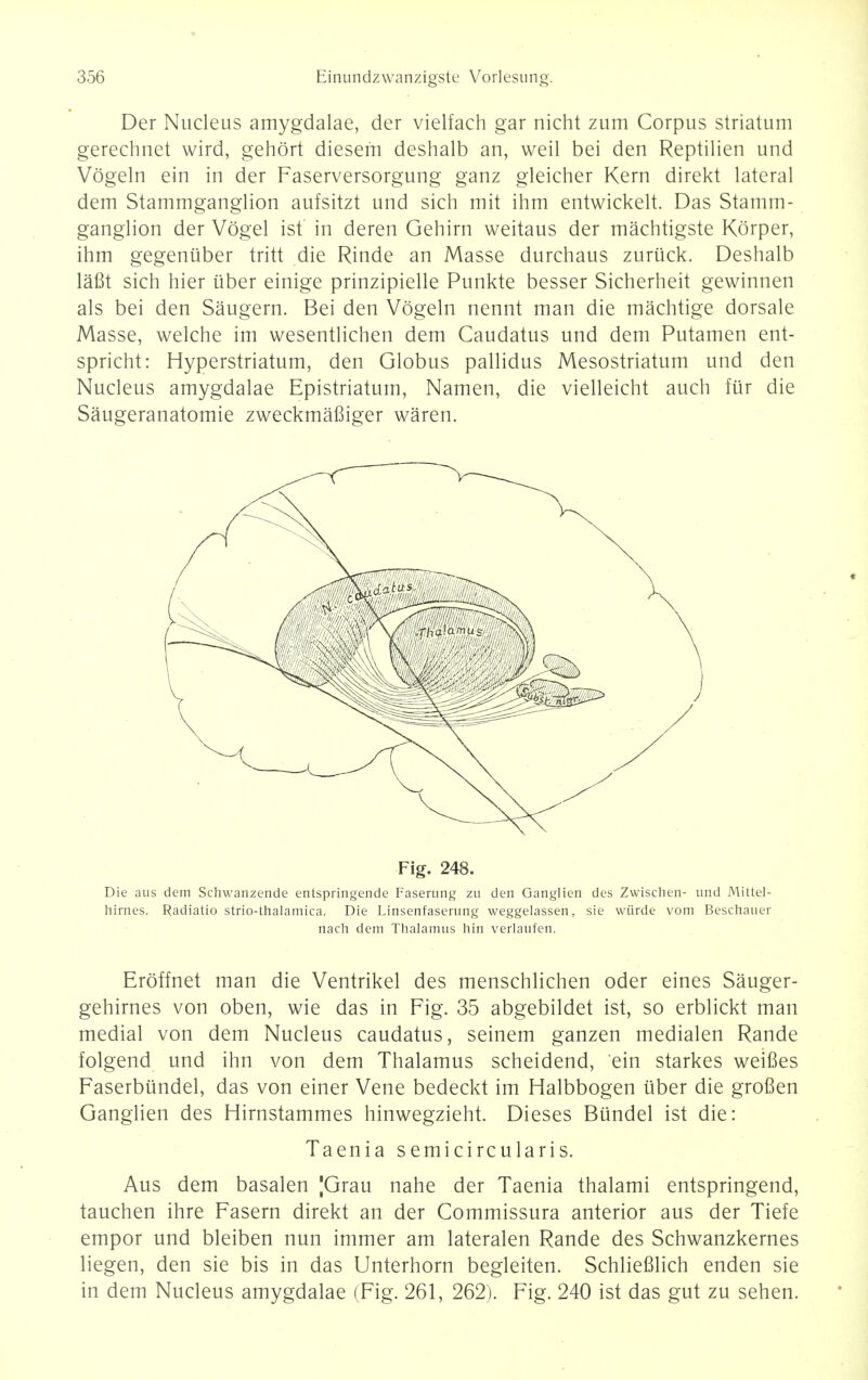 Der Nucleus amygdalae, der vielfach gar nicht zum Corpus striatum gerechnet wird, gehort diesem deshalb an, weil bei den Reptilien und Vogeln ein in der Faserversorgung ganz gleicher Kern direkt lateral dem Stammganglion aufsitzt und sich mit ihm entwickelt. Das Stamm- ganglion der Vogel ist in deren Gehirn weitaus der machtigste Korper, ihm gegeniiber tritt die Rinde an Masse durchaus zuruck. Deshalb lafit sich hier liber einige prinzipielle Punkte besser Sicherheit gewinnen als bei den Saugern. Bei den Vogeln nennt man die machtige dorsale Masse, welche im wesentlichen dem Caudatus und dem Putamen ent- spricht: Hyperstriatum, den Globus pallidus Mesostriatum und den Nucleus amygdalae Epistriatum, Namen, die vielleicht auch flir die Saugeranatomie zweckmafiiger waren. Fig. 248. Die aus dem Schwanzende entspringende Faserung zu den Ganglien des Zwischen- und Mittel- hirnes. Radiatio strio-thalamica. Die Linsenfaserung weggelassen, sie wiirde vom Beschauer nach dem Thalamus hin verlaufen. Eroffnet man die Ventrikel des menschlichen oder eines Sauger- gehirnes von oben, wie das in Fig. 35 abgebildet ist, so erblickt man medial von dem Nucleus caudatus, seinem ganzen medialen Rande folgend und ihn von dem Thalamus scheidend, ein starkes weifies Faserbiindel, das von einer Vene bedeckt im Halbbogen iiber die grofien Ganglien des Hirnstammes hinwegzieht. Dieses Bundel ist die: Taenia semicircularis. Aus dem basalen |Grau nahe der Taenia thalami entspringend, tauchen ihre Fasern direkt an der Commissura anterior aus der Tiefe empor und bleiben nun immer am lateralen Rande des Schwanzkernes liegen, den sie bis in das Unterhorn begleiten. Schliefilich enden sie in dem Nucleus amygdalae (Fig. 261, 262). Fig. 240 ist das gut zu sehen.