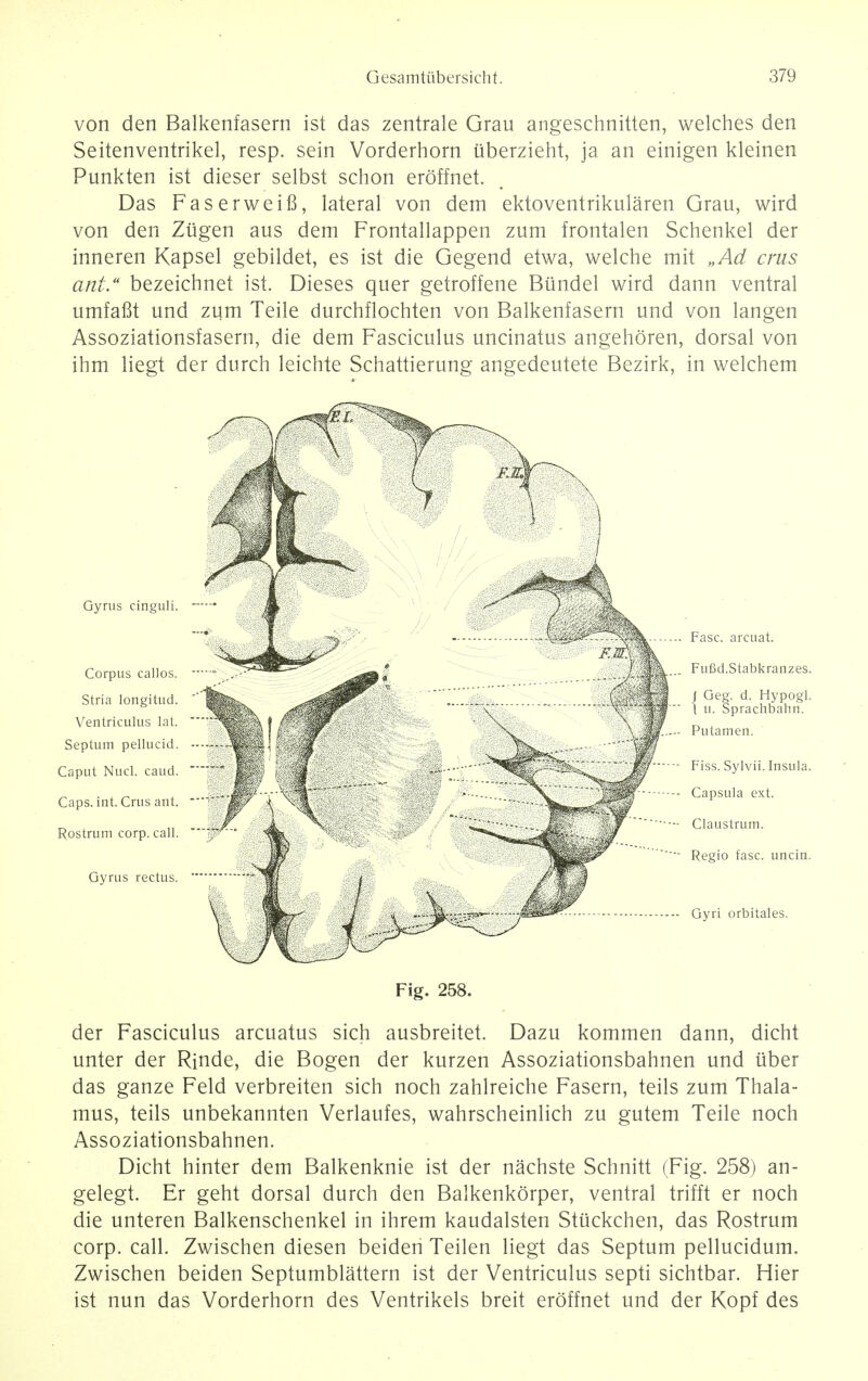 von den Balkenfasern ist das zentrale Grau angeschnitten, welches den Seitenventrikel, resp. sein Vorderhorn uberzieht, ja an einigen kleinen Punkten ist dieser selbst schon eroffnet. Das Faserweifi, lateral von dem ektoventrikularen Grau, wird von den Ziigen aus dem Frontallappen zum frontalen Schenkel der inneren Kapsel gebildet, es ist die Gegend etwa, welche mit „Ad cms ant. bezeichnet ist. Dieses quer getroffene Biindel wird dann ventral umfafit und zum Teile durchflochten von Balkenfasern und von langen Assoziationsfasern, die dem Fasciculus uncinatus angehoren, dorsal von ihm liegt der durch leichte Schattierung angedeutete Bezirk, in welchem Gyrus cinguli. — Corpus callos. ' Stria longitud. Ventriculus lat. Septum pellucid. --• Caput Nucl. caud. Caps. int. Crus ant.  Rostrum corp. call. Gyrus rectus. Fig. 258. der Fasciculus arcuatus sich ausbreitet. Dazu kommen dann, dicht unter der Rinde, die Bogen der kurzen Assoziationsbahnen und uber das ganze Feld verbreiten sich noch zahlreiche Fasern, teils zum Thala- mus, teils unbekannten Verlaufes, wahrscheinlich zu gutem Teile noch Assoziationsbahnen. Dicht hinter dem Balkenknie ist der nachste Schnitt (Fig. 258) an- gelegt. Er geht dorsal durch den Balkenkorper, ventral trifft er noch die unteren Balkenschenkel in ihrem kaudalsten Stuckchen, das Rostrum corp. call. Zwischen diesen beiden Teilen liegt das Septum pellucidum. Zwischen beiden Septumblattern ist der Ventriculus septi sichtbar. Hier ist nun das Vorderhorn des Ventrikels breit eroffnet und der Kopf des