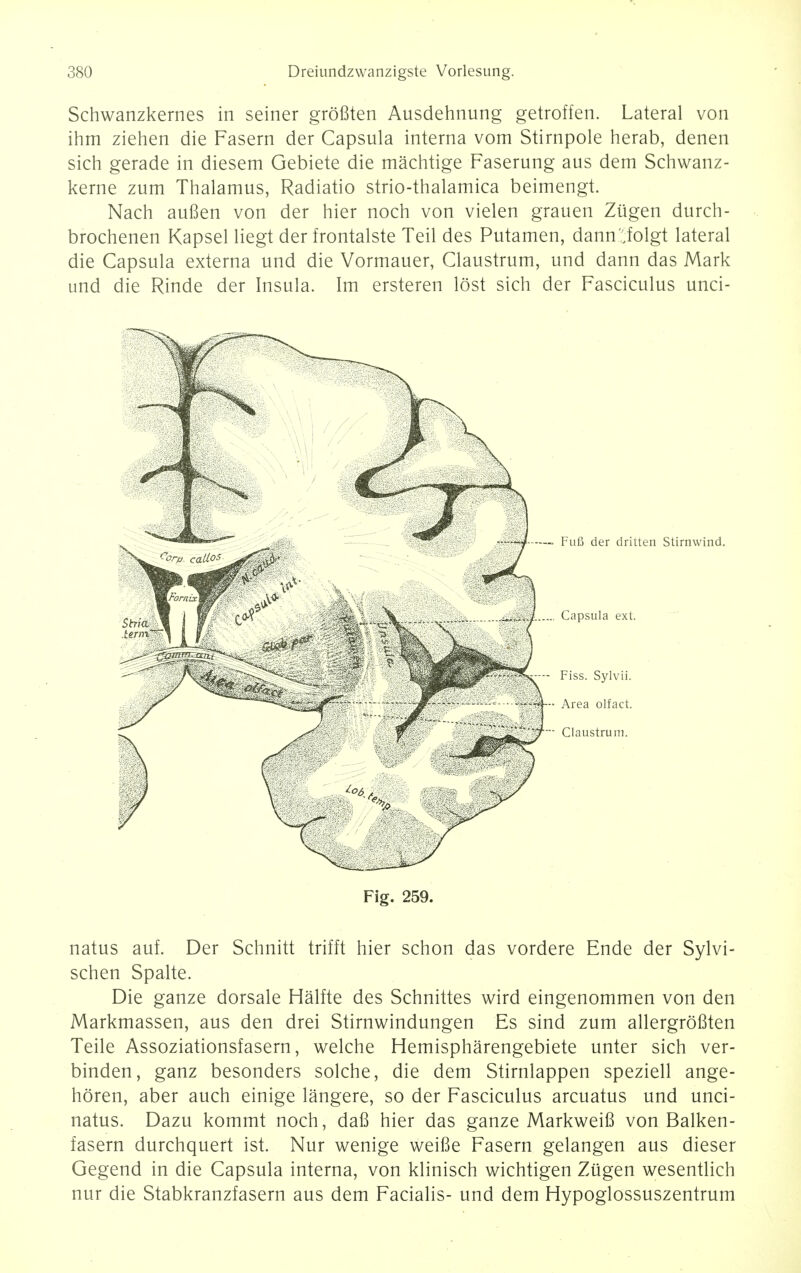 Schwanzkernes in seiner grofiten Ausdehnung getroffen. Lateral von ihm Ziehen die Fasern der Capsula interna vom Stirnpole herab, denen sich gerade in diesem Gebiete die machtige Faserung aus dem Schwanz- kerne zum Thalamus, Radiatio strio-thalamica beimengt. Nach auflen von der hier noch von vielen grauen Zugen durch- brochenen Kapsel liegt der frontalste Teil des Putamen, dann';folgt lateral die Capsula externa und die Vormauer, Claustrum, und dann das Mark und die Rinde der Insula. Im ersteren lost sich der Fasciculus unci- n Stirnwind. Fig. 259. natus auf. Der Schnitt trifft hier schon das vordere Ende der Sylvi- schen Spalte. Die ganze dorsale Halfte des Schnittes wird eingenommen von den Markmassen, aus den drei Stirnwindungen Es sind zum allergrofiten Teile Assoziationsfasern, welche Hemispharengebiete unter sich ver- binden, ganz besonders solche, die dem Stirnlappen speziell ange- horen, aber auch einige langere, so der Fasciculus arcuatus und unci- natus. Dazu kommt noch, dafi hier das ganze Markweifi von Balken- fasern durchquert ist. Nur wenige weifie Fasern gelangen aus dieser Gegend in die Capsula interna, von klinisch wichtigen Zugen wesentlich nur die Stabkranzfasern aus dem Facialis- und dem Hypoglossuszentrum