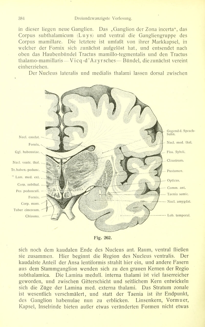 in dieser liegen neue Ganglien. Das „Ganglion der Zona incerta, das Corpus subthalamicum (Luys) und ventral die Gangliengruppe des Corpus mamillare. Die letztere ist umfafit von ihrer Markkapsel, in welcher der Fornix sich zunachst aufgelost hat, und entsendet nach oben das Haubenbundel Tractus mamillo-tegmentalis und den Tractus thalamo-mamillaris — Vicq-d'Azyrsches— Biindel, die zunachst vereint einherziehen. Der Nucleus lateralis und medialis thalami lassen dorsal zwischen Fig. 262. sich noch dem kaudalen Ende des Nucleus ant. Raum, ventral fliefien sie zusammen. Hier beginnt die Region des Nucleus ventralis. Der kaudalste Anteil der Ansa lentiformis strahlt hier ein, und andere Fasern aus dem Stammganglion wenden sich zu den grauen Kernen der Regio subthalamica. Die Lamina medull. interna thalami ist viel faserreicher geworden, und zwischen Gitterschicht und seitlichem Kern entwickeln sich die Ziige der Lamina med. externa thalami. Das Stratum zonale ist wesentlich verschmalert, und statt der Taenia ist ihr Endpunkt, des Ganglion habenulae nun zu erblicken. Linsenkern, Vormuer, Kapsel, Inselrinde bieten aufier etwas veranderten Formen nicht etwas