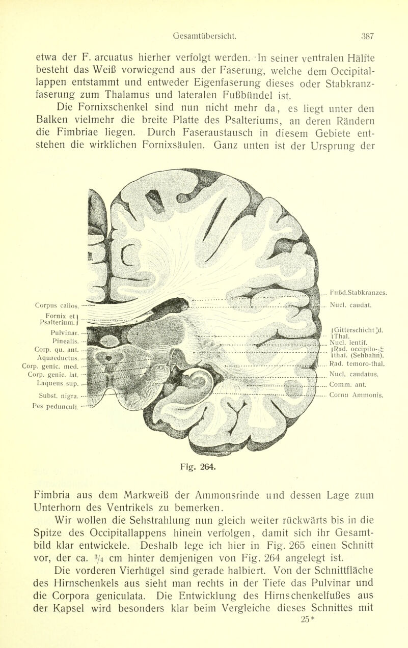 etwa der F. arcuatus hierher verfolgt werden. In seiner ventralen Halfte besteht das Weifi vorwiegend aus der Faserung, welche dem Occipital- lappen entstammt und entweder Eigenfaserung dieses oder Stabkranz- faserung zum Thalamus und lateralen FuBbundel ist. Die Fornixschenkel sind nun nicht mehr da, es liegt unter den Balken vielmehr die breite Platte des Psalteriums, an deren Randern die Fimbriae liegen. Durch Faseraustausch in diesem Gebiete ent- stehen die wirklichen Fornixsaulen. Ganz unten ist der Ursprung der Fig. 264. Fimbria aus dem Markweifi der Ammonsrinde und dessen Lage zum Unterhorn des Ventrikels zu bemerken. Wir wollen die Sehstrahlung nun gleich weiter riickwarts bis in die Spitze des Occipitallappens hinein verfolgen, damit sich ihr Gesamt- bild klar entwickele. Deshalb lege ich hier in Fig. 265 einen Schnitt vor, der ca. 3/4 cm hinter demjenigen von Fig. 264 angelegt ist. Die vorderen Vierhtigel sind gerade halbiert. Von der Schnittflache des Hirnschenkels aus sieht man rechts in der Tiefe das Pulvinar und die Corpora geniculata. Die Entwicklung des Hirnschenkelfufies aus der Kapsel wird besonders klar beim Vergleiche dieses Schnittes mit 25*