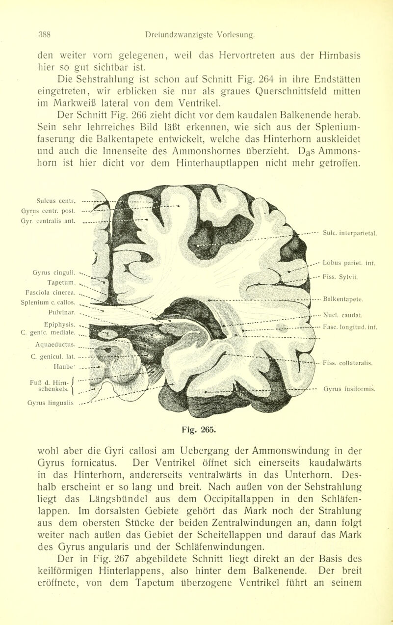 den weiter vorn gelegenen, weil das Hervortreten aus der Hirnbasis hier so gut sichtbar ist. Die Sehstrahlung ist schon auf Schnitt Fig. 264 in ihre Endstatten eingetreten, wir erblicken sie nur als graues Querschnittsfeld mitten im Markweifi lateral von dem Ventrikel. Der Schnitt Fig. 266 zieht dicht vor dem kaudalen Balkenende herab. Sein sehr lehrreiches Bild lafit erkennen, wie sich aus der Splenium- faserung die Balkentapete entwickelt, welche das Hinterhorn auskleidet und auch die Innenseite des Ammonshornes uberzieht. Das Ammons- horn ist hier dicht vor dem Hinterhauptlappen nicht mehr getroffen. Sulcus centr. Gyrus centr. post. Gyr. centralis ant. Gyrus cinguli. Tapetum. Fasciola cinerea. Splenium c. callos. Pulvinar. Epiphysis. C. genie, mediale. Aquaeductus. C. genicul. lat. Haube- Fuft d. Hirn- / schenkels. j Gyrus lingualis Sulc. interparietal. Lobus pariet. inf. Fiss. Sylvii. • Balkentapete. Nucl. caudat. Fasc. longitud. inf. Fiss. collateralis. Gyrus fusiformis. Fig. 265. wohl aber die Gyri callosi am Uebergang der Ammonswindung in der Gyrus fornicatus. Der Ventrikel offnet sich einerseits kaudalwarts in das Hinterhorn, andererseits ventralwarts in das Unterhorn. Des- halb erscheint er so lang und breit. Nach aufien von der Sehstrahlung liegt das Langsbiindel aus dem Occipitallappen in den Schlafen- lappen. Im dorsalsten Gebiete gehort das Mark noch der Strahlung aus dem obersten Stucke der beiden Zentralwindungen an, dann folgt weiter nach aufien das Gebiet der Scheitellappen und darauf das Mark des Gyrus angularis und der Schlafenwindungen. Der in Fig. 267 abgebildete Schnitt liegt direkt an der Basis des keilformigen Hinterlappens, also hinter dem Balkenende. Der breit eroffnete, von dem Tapetum tiberzogene Ventrikel fuhrt an seinem