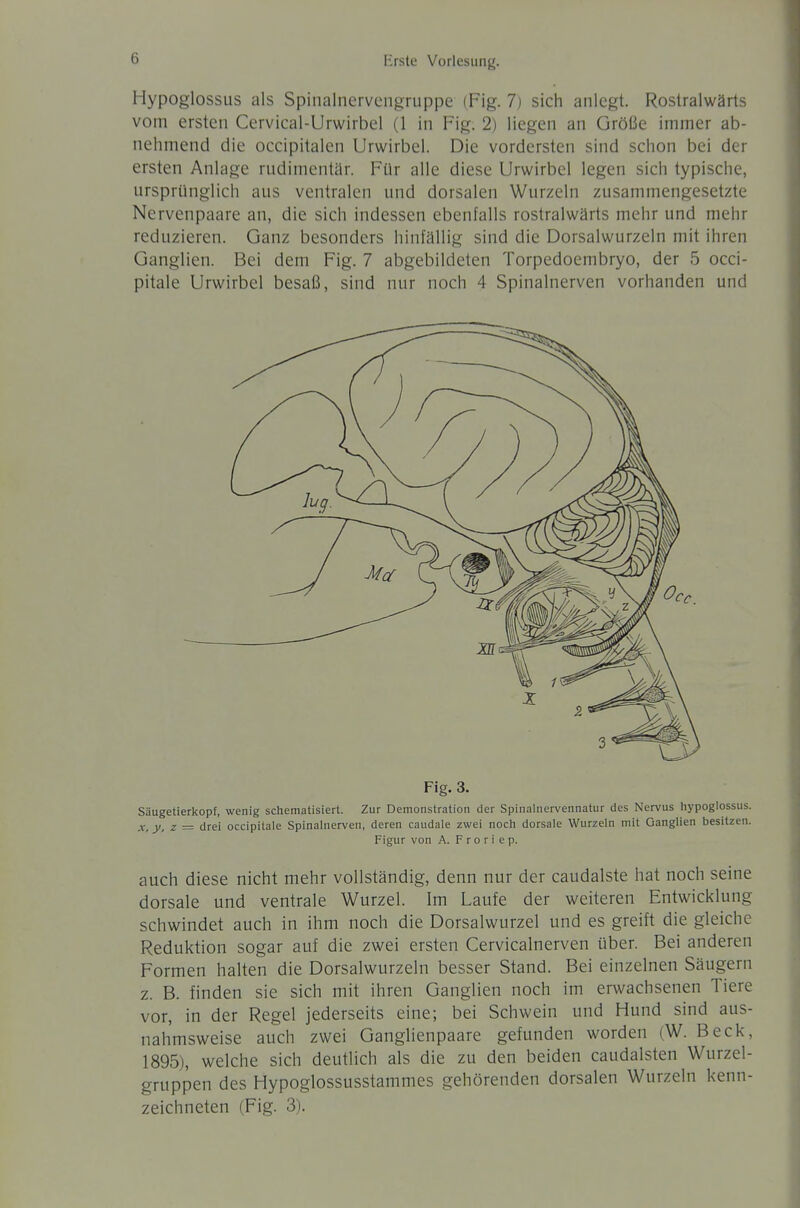 Hypoglossus als Spinalnervengruppe (Fig. 7j sich anlegt. Rostralwärts vom ersten Cervical-Urwirbel (1 in Fig. 2) liegen an Größe immer ab- nehmend die occipitalen Urwirbel. Die vordersten sind schon bei der ersten Anlage rudimentär. Für alle diese Urwirbel legen sich typische, ursprünglich aus ventralen und dorsalen Wurzeln zusammengesetzte Nervenpaare an, die sich indessen ebenfalls rostralwärts mehr und mehr reduzieren. Ganz besonders hinfällig sind die Dorsalwurzeln mit ihren Ganglien. Bei dem Fig. 7 abgebildeten Torpedoembryo, der 5 occi- pitale Urwirbel besaß, sind nur noch 4 Spinalnerven vorhanden und Fig. 3. Säugetierkopf, wenig schematisiert. Zur Demonstration der Spinalnervennatur des Nervus hypoglossus. y, z ^ drei occipitale Spinalnerven, deren caudale zwei noch dorsale Wurzeln mit Ganglien besitzen. Figur von A. F r o r i e p. auch diese nicht mehr vollständig, denn nur der caudalste hat noch seine dorsale und ventrale Wurzel. Im Laufe der weiteren Entwicklung schwindet auch in ihm noch die Dorsalwurzel und es greift die gleiche Reduktion sogar auf die zwei ersten Cervicalnerven über. Bei anderen Formen halten die Dorsalwurzeln besser Stand. Bei einzelnen Säugern z. B. finden sie sich mit ihren Ganglien noch im erwachsenen Tiere vor, in der Regel jederseits eine; bei Schwein und Hund sind aus- nahmsweise auch zwei Ganglienpaare gefunden worden (W. Beck, 1895), welche sich deutlich als die zu den beiden caudalsten Wurzel- gruppen des Hypoglossusstammes gehörenden dorsalen Wurzeln kenn- zeichneten (Fig. 3).