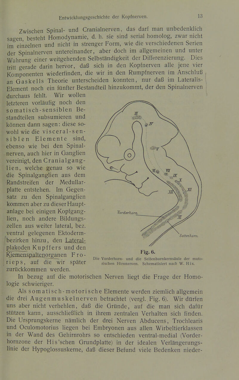 Zwischen Spinal- und Cranialnerven, das darf man unbedenklich sao-en, besteht Homodynamie, d. h. sie sind serial homolog, zwar nicht im''einzelnen und nicht in strenger Form, wie die verschiedenen Serien der Spinalnerven untereinander, aber doch im allgemeinen und unter Wahrung einer weitgehenden Selbständigkeit der Differenzierung. Dies tritt gerade darin hervor, daß sich in den Kopf nerven alle jene vier Komponenten wiederfinden, die wir in den Rumpfnerven im Anschluß an Gaskells Theorie unterscheiden konnten, nur daß im Lateralis- Element noch ein fünfter Bestandteil hinzukommt, der den Spinalnerven durchaus fehlt. Wir wollen letzteren vorläufig noch den somatisch-sensiblen Be- standteilen subsumieren und können dann sagen: diese so- wohl wie die visceral-sen- siblen Elemente sind, ebenso wie bei den Spinal- nerven, auch hier in Ganglien vereinigt, den Cranialgang- lien, welche genau so wie die Spinalganglien aus dem Randstreifen der Medullar- platte entstehen. Im Gegen- satz zu den Spinalganglien kommen aber zu dieser Haupt- anlage bei einigen Kopfgang- lien, noch andere Bildungs- zellen aus weiter lateral, bez. ventral gelegenen Ektoderm- rbezirken hinzu, den Lateral: j plakoden Kupff ers und den Kiemenspaltenorgajien F ro - rieps, auf die wir später zurückkommen werden. In bezug auf die motorischen Nerven liegt die Frage der Homo- logie schwieriger. Alssomatisch-motorische Elemente werden ziemlich allgemein die drei Augenmuskelnerven betrachtet (vergl. Fig. 6). Wir dürfen uns aber nicht verhehlen, daß die Gründe, auf die man sich dafür stützen kann, ausschließlich in ihrem zentralen Verhalten sich finden. Die Ursprungskerne nämlich der drei Nerven Abducens, Trochlearis und Oculomotorius liegen bei Embryonen aus allen Wirbeltierklassen in der Wand des Gehirnrohrs so entschieden ventral-medial (Vorder- hornzone der His'sehen Grundplatte) in der idealen Verlängerungs- linie der Hypoglossuskerne, daß dieser Befund viele Bedenken nieder- SeitenTiorn. Fig. 6. Die Vorderhorn- und die Seitenhornkernsäule der moto- rischen Himnerven. Schematisiert nach W. His.