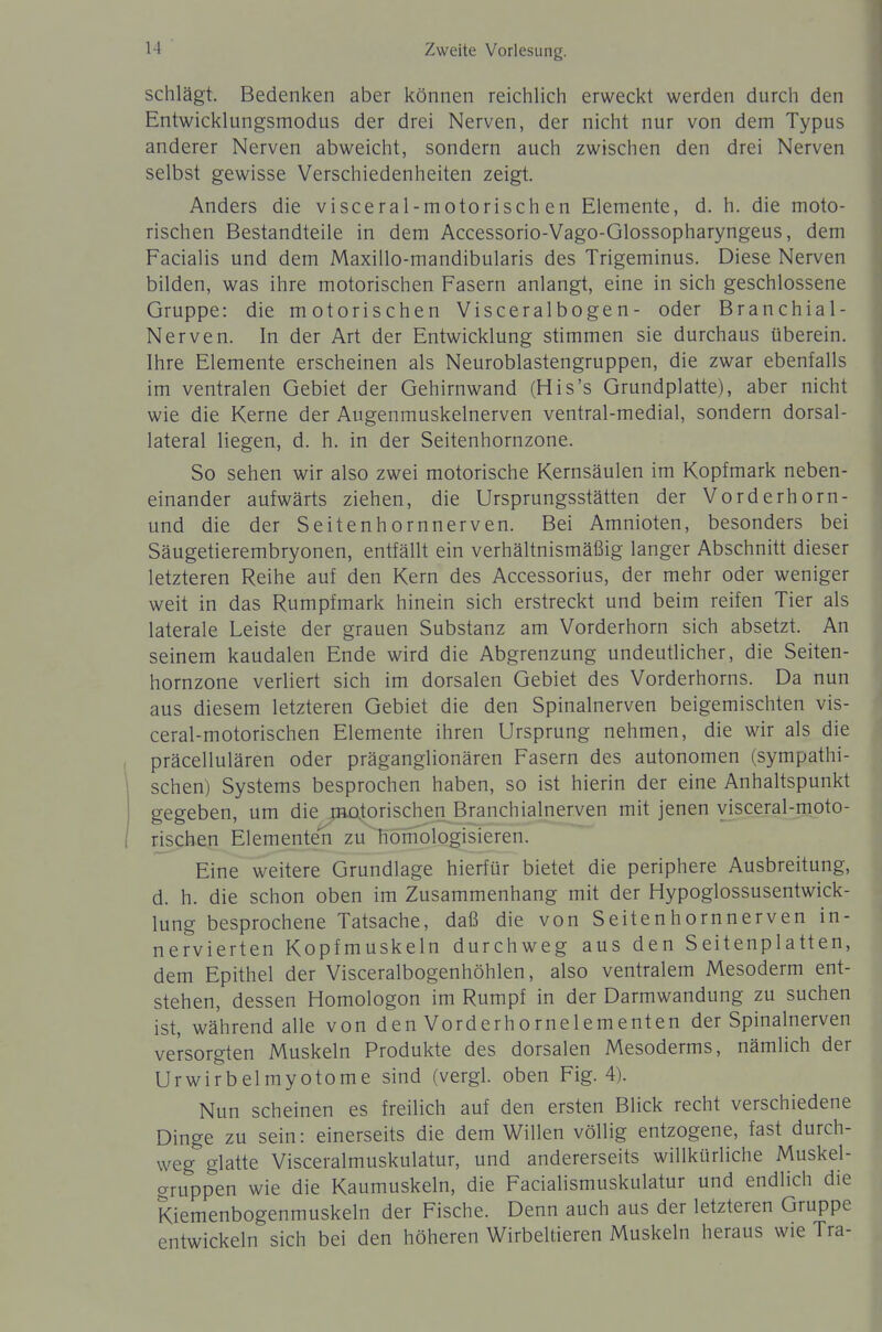 schlägt. Bedenken aber können reichlich erweckt werden durch den Entwicklungsmodus der drei Nerven, der nicht nur von dem Typus anderer Nerven abweicht, sondern auch zwischen den drei Nerven selbst gewisse Verschiedenheiten zeigt. Anders die visceral-motorisch en Elemente, d. h. die moto- rischen Bestandteile in dem Accessorio-Vago-Glossopharyngeus, dem Facialis und dem Maxillo-mandibularis des Trigeminus. Diese Nerven bilden, was ihre motorischen Fasern anlangt, eine in sich geschlossene Gruppe: die motorischen Visceralbogen- oder Branchial- Nerven. In der Art der Entwicklung stimmen sie durchaus überein. Ihre Elemente erscheinen als Neuroblastengruppen, die zwar ebenfalls im ventralen Gebiet der Gehirnwand (His's Grundplatte), aber nicht wie die Kerne der Augenmuskelnerven ventral-medial, sondern dorsal- lateral liegen, d. h. in der Seitenhornzone. So sehen wir also zwei motorische Kernsäulen im Kopfmark neben- einander aufwärts ziehen, die Ursprungsstätten der Vorderhorn- und die der Seiten hornnerven. Bei Amnioten, besonders bei Säugetierembryonen, entfällt ein verhältnismäßig langer Abschnitt dieser letzteren Reihe auf den Kern des Accessorius, der mehr oder weniger weit in das Rumpfmark hinein sich erstreckt und beim reifen Tier als laterale Leiste der grauen Substanz am Vorderhorn sich absetzt. An seinem kaudalen Ende wird die Abgrenzung undeutlicher, die Seiten- hornzone verliert sich im dorsalen Gebiet des Vorderhorns. Da nun aus diesem letzteren Gebiet die den Spinalnerven beigemischten vis- ceral-motorischen Elemente ihren Ursprung nehmen, die wir als die präcellulären oder präganglionären Fasern des autonomen (sympathi- schen) Systems besprochen haben, so ist hierin der eine Anhaltspunkt gegeben, um die m£),torischen Branchialnerven mit jenen yisceral-moto- rischen Elementen zu hömologisieren. Eine weitere Grundlage hierfür bietet die periphere Ausbreitung, d. h. die schon oben im Zusammenhang mit der Hypoglossusentwick- lung besprochene Tatsache, daß die von Seiten hornnerven in- nervierten Kopfmuskeln durchweg aus den Seitenplatten, dem Epithel der Visceralbogenhöhlen, also ventralem Mesoderm ent- stehen, dessen Homologon im Rumpf in der Darmwandung zu suchen ist, während alle von den Vorderhornelementen der Spinalnerven versorgten Muskeln Produkte des dorsalen Mesoderms, nämlich der Urwirbelmyotome sind (vergl. oben Fig. 4). Nun scheinen es freilich auf den ersten Blick recht verschiedene Dinge zu sein: einerseits die dem Willen völlig entzogene, fast durch- weg glatte Visceralmuskulatur, und andererseits willkürliche Muskel- gruppen wie die Kaumuskeln, die Facialismuskulatur und endlich die Kiemenbogenmuskeln der Fische. Denn auch aus der letzteren Gruppe entwickeln sich bei den höheren Wirbeltieren Muskeln heraus wie Tra-