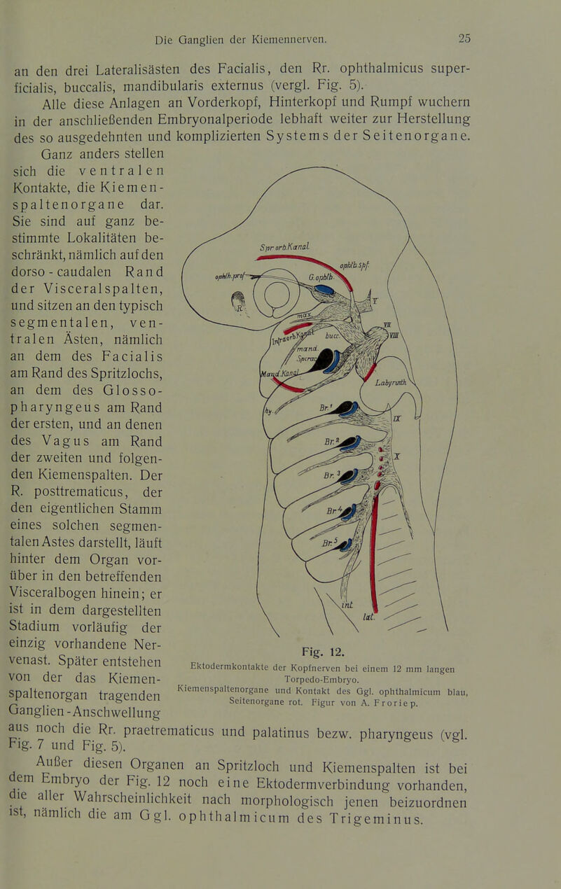 an den drei Lateralisästen des Facialis, den ficialis, buccalis, mandibularis externus (vergl Rr. ophthalmicus super- , - . „ Fig- 5). Alle diese Anlagen an Vorderkopf, Hinterkopf und Rumpf wuchern in der anschließenden Embryonalperiode lebhaft weiter zur Herstellung des so ausgedehnten und komplizierten Systems der Seitenorgane. Ganz anders stellen sich die ventralen Kontakte, die Kiemen- Spaltenorgane dar. Sie sind auf ganz be- stimmte Lokalitäten be- schränkt, nämlich auf den dorso - caudalen Rand der Visceralspalten, und sitzen an den typisch segmentalen, ven- tralen Ästen, nämlich an dem des Facialis am Rand des Spritzlochs, an dem des Glosso- pharyngeus am Rand der ersten, und an denen des Vagus am Rand der zweiten und folgen- den Kiemenspalten. Der R. posttrematicus, der den eigentlichen Stamm eines solchen segmen- talen Astes darstellt, läuft hinter dem Organ vor- über in den betreffenden Visceralbogen hinein; er ist in dem dargestellten Stadium vorläufig der einzig vorhandene Ner- venast. Später entstehen von der das Kiemen- spaltenorgan tragenden Ganglien - Anschwellung aus noch die Rr. praetrematicus und palatinus bezw. pharyngeus (vgl Fig. 7 und Fig. 5). k j- s v s Außer diesen Organen an Spritzloch und Kiemenspalten ist bei dem Embryo der Fig. 12 noch eine Ektodermverbindung vorhanden, die aller Wahrscheinlichkeit nach morphologisch jenen beizuordnen ist, namhch die am Ggl. ophthalmicum des Trigeminus Fig. 12. Ektodermkontakte der Kopfnerven bei einem 12 mm langen Torpedo-Embryo. Kiemenspaltenorgane und Kontakt des Ggl. ophthalmicum blau, Seitenorgane rot. Figur von A. Froriep.