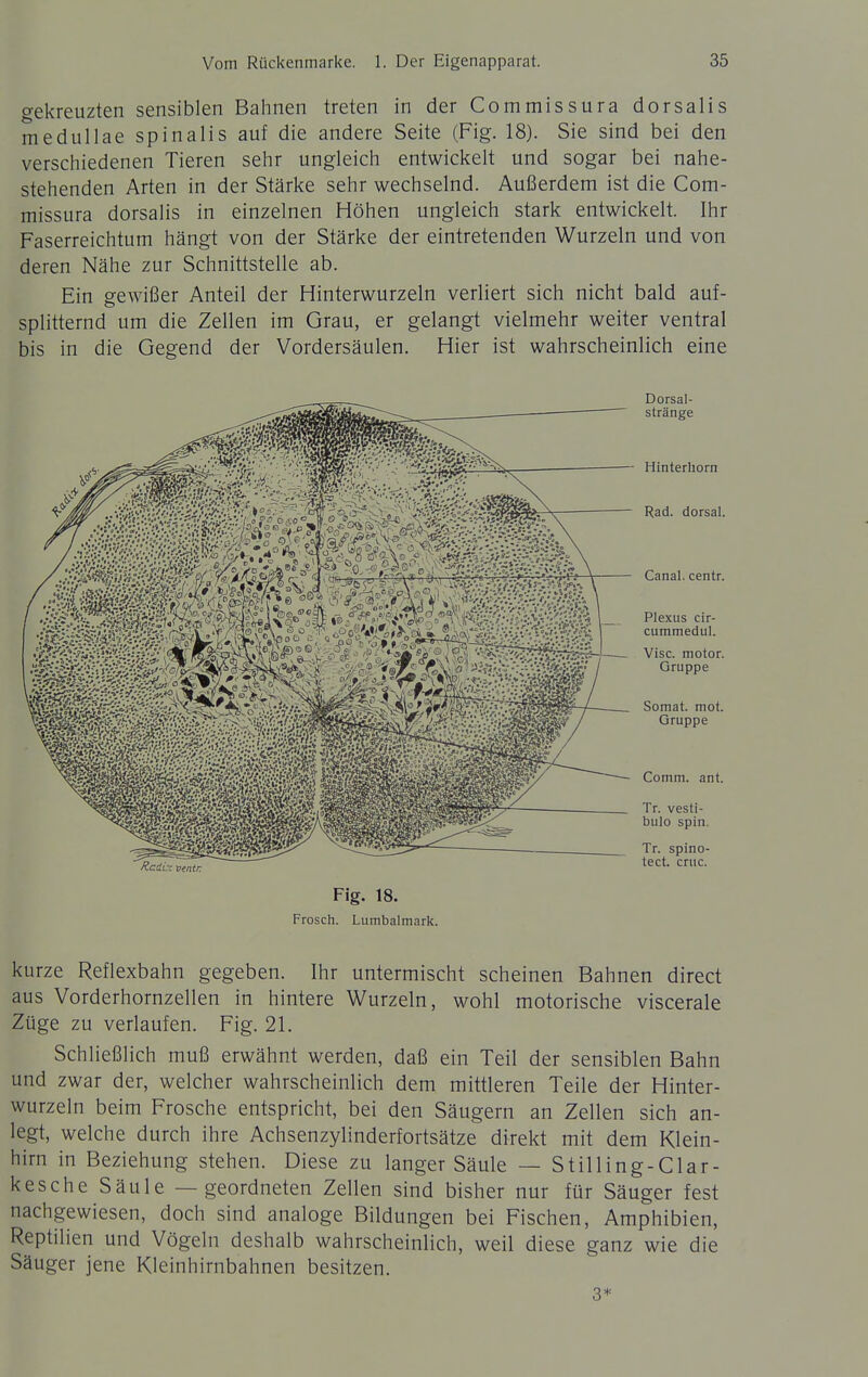 gekreuzten sensiblen Bahnen treten in der Commissura dorsalis medullae spinalis auf die andere Seite (Fig. 18). Sie sind bei den verschiedenen Tieren sehr ungleich entwickelt und sogar bei nahe- stehenden Arten in der Stärke sehr wechselnd. Außerdem ist die Com- missura dorsalis in einzelnen Höhen ungleich stark entwickelt. Ihr Faserreichtum hängt von der Stärke der eintretenden Wurzeln und von deren Nähe zur Schnittstelle ab. Ein gewißer Anteil der Hinterwurzeln verliert sich nicht bald auf- splitternd um die Zellen im Grau, er gelangt vielmehr weiter ventral bis in die Gegend der Vordersäulen. Hier ist wahrscheinlich eine Jicäi~ ventr. Dorsal- stränge Hinterhorn Rad. dorsal. Canal. centr. Plexus cir- cummedul. Visc. motor. Gruppe Somat. mot. Gruppe Comm. ant. Tr. vesti- bulo spin. Tr. spino- tect. cnic. Fig. 18. Frosch. Lumbaimark. kurze Reflexbahn gegeben. Ihr untermischt scheinen Bahnen direct aus Vorderhornzellen in hintere Wurzeln, wohl motorische viscerale Züge zu verlaufen. Fig. 21. Schließlich muß erwähnt werden, daß ein Teil der sensiblen Bahn und zwar der, welcher wahrscheinlich dem mittleren Teile der Hinter- wurzeln beim Frosche entspricht, bei den Säugern an Zellen sich an- legt, welche durch ihre Achsenzylinderfortsätze direkt mit dem Klein- hirn in Beziehung stehen. Diese zu langer Säule — Stilling-Clar- kesche Säule — geordneten Zellen sind bisher nur für Säuger fest nachgewiesen, doch sind analoge Bildungen bei Fischen, Amphibien, Reptilien und Vögeln deshalb wahrscheinlich, weil diese ganz wie die Säuger jene Kleinhirnbahnen besitzen. 3*