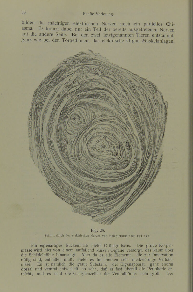 bilden die mächtigen eiei<trischen Nerven noch ein partielles Chi- asma. Es kreuzt dabei nur ein Teil der bereits ausgetretenen Nerven auf die andere Seite. Bei den zwei letztgenannten Tieren entstammt, ganz wie bei den Torpedineen, das elektrische Organ Muskelanlagen. Fig. 29. Schnitt durch den elektrischen Nerven von Malapterurus nach Fritsch. Ein eigenartiges Rückenmark bietet Orthagoriscus. Die große Körper- masse wird hier von einem auffallend kurzen Organe versorgt, das kaum über die Schädelhöhie hinausragt. Aber da es alle Elemente, die zur Innervation nötig sind, enthalten muß, bietet es im Inneren sehr merkwürdige Verhält- nisse. Es ist nämlich die graue Substanz, der Eigenapparat, ganz enorm dorsal und ventral entwickelt, so sehr, daß er fast überall die Peripherie er- reicht, und es sind die Ganglienzellen der Ventralhörner sehr groß. Der