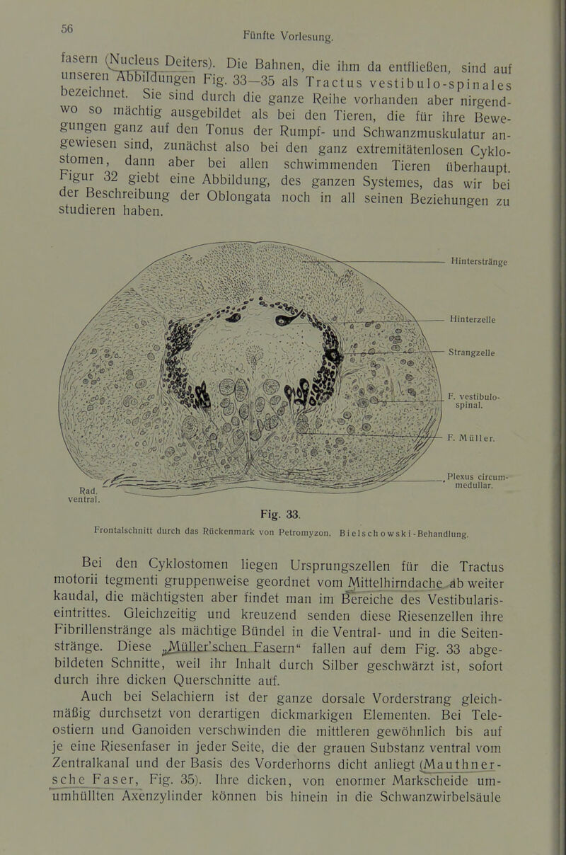 Fünfte Vorlesung. fasern Q^>^|eus Deiters). Die Bahnen, die ihm da entfließen, sind auf unseren^-bbildungen Fig. 33-35 ais Tractus vestibulo-spinales Dezeichnet. Sie sind durch die ganze Reihe vorhanden aber nirgend- wo so mächtig ausgebildet als bei den Tieren, die für ihre Bewe- gungen ganz auf den Tonus der Rumpf- und Schwanzmuskulatur an- gewiesen sind, zunächst also bei den ganz extremitätenlosen Cyklo- stomen, dann aber bei allen schwimmenden Tieren überhaupt Figur 32 giebt eine Abbildung, des ganzen Systemes, das wir bei der Beschreibung der Obiongata noch in all seinen Beziehungen zu studieren haben. Fig. 33. Frontalschnitt durch das Rückenmark von Petromyzon. B i e 1 s ch o wsk i-Behandlung. Bei den Cyklostomen liegen Ursprungszellen für die Tractus motorii tegmenti gruppenweise geordnet vom iVlittelhirndache äb weiter kaudal, die mächtigsten aber findet man im Sereiche des Vestibularis- eintrittes. Gleichzeitig und kreuzend senden diese Riesenzellen ihre Fibrillenstränge als mächtige Bündel in die Ventral- und in die Seiten- stränge. Diese ^üller'schen Fasern fallen auf dem Fig. 33 abge- bildeten Schnitte, weil ihr Inhalt durch Silber geschwärzt ist, sofort durch ihre dicken Querschnitte auf. Auch bei Selachiern ist der ganze dorsale Vorderstrang gleich- mäßig durchsetzt von derartigen dickmarkigen Elementen. Bei Tele- ostiern und Ganoiden verschwinden die mittleren gewöhnlich bis auf je eine Riesenfaser in jeder Seite, die der grauen Substanz ventral vom Zentralkanal und der Basis des Vorderhorns dicht anliegt (Maujhnjx- sc^h_e_Faser, Fig. 35). Ihre dicken, von enormer Markscheide um- umhüliten Axenzylinder können bis hinein in die Schwanzwirbelsäule