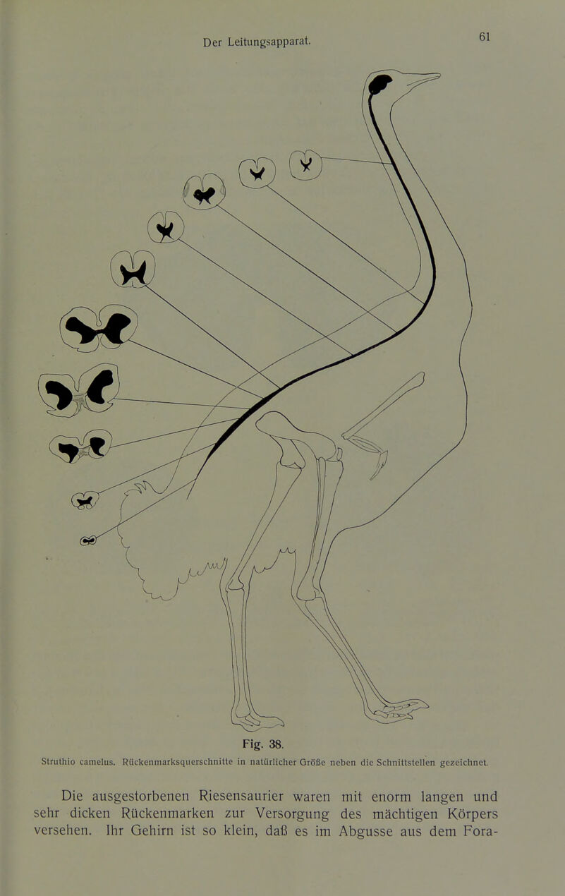 Fig. 38. Struthio camelus. Rückenmarksqiierschnitte in natürlicher Größe neben die Schnittstellen gezeichnet. Die ausgestorbenen Riesensaurier waren mit enorm langen und sehr dicken Rückenmarken zur Versorgung des mächtigen Körpers versehen. Ihr Gehirn ist so klein, daß es im Abgüsse aus dem Fora-