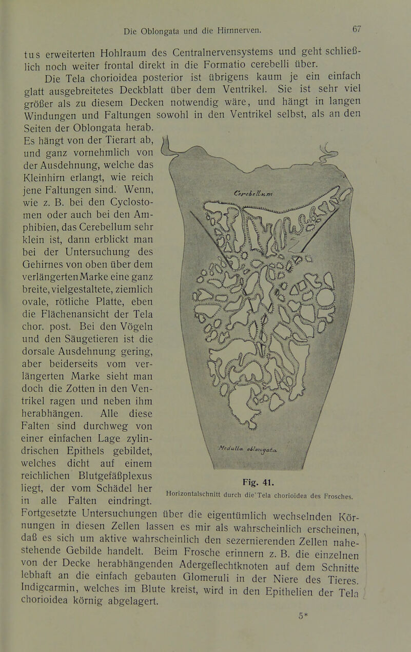 tus erweiterten Hohlraum des Centrainervensystems und geht schließ- lich noch weiter frontal direkt in die Formatio cerebelli über. Die Tela chorioidea posterior ist übrigens kaum je ein einfach glatt ausgebreitetes Deckblatt über dem Ventrikel. Sie ist sehr viel größer als zu diesem Decken notwendig wäre, und hängt in langen Windungen und Faltungen sowohl in den Ventrikel selbst, als an den Seiten der Oblongata herab. Es hängt von der Tierart ab, und ganz vornehmlich von der Ausdehnung, welche das Kleinhirn erlangt, wie reich jene Faltungen sind. Wenn, wie z. B. bei den Cyclosto- men oder auch bei den Am- phibien, das Cerebellum sehr klein ist, dann erblickt man bei der Untersuchung des Gehirnes von oben über dem verlängerten Marke eine ganz breite, vielgestaltete, ziemlich ovale, rötliche Platte, eben die Flächenansicht der Tela chor. post. Bei den Vögeln und den Säugetieren ist die dorsale Ausdehnung gering, aber beiderseits vom ver- längerten Marke sieht man doch die Zotten in den Ven- trikel ragen und neben ihm herabhängen. Alle diese Falten sind durchweg von einer einfachen Lage zylin- drischen Epithels gebildet, welches dicht auf einem reichlichen Blutgefäßplexus liegt, der vom Schädel her in alle Falten eindringt. Fig. 41. Horizontalschnitt durch dieTela chorioidea des Frosches. Fortgesetzte Untersuchungen über die eigentümlich wechselnden Kör- nungen in diesen Zellen lassen es mir als wahrscheinlich erscheinen, daß es sich um aktive wahrscheinlich den sezernierenden Zellen nahe- stehende Gebilde handelt. Beim Frosche erinnern z. B. die einzelnen von der Decke herabhängenden Adergeflechtknoten auf dem Schnitte lebhaft an die einfach gebauten Glomeruli in der Niere des Tieres Indigcarmin, welches im Blute kreist, wird in den Epithelien der Teln chorioidea körnig abgelagert.