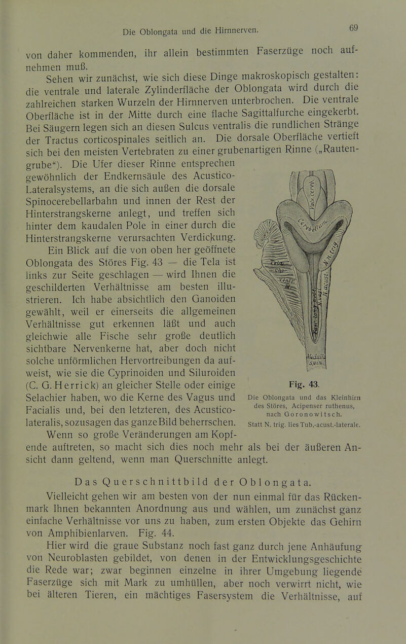 von daher kommenden, ihr allein bestimmten Faserzüge noch auf- nehmen muß. Sehen wir zunächst, wie sich diese Dinge makroskopisch gestalten: die ventrale und laterale Zylinderfläche der Oblongata wird durch die zahlreichen starken Wurzeln der Hirnnerven unterbrochen. Die ventrale Oberfläche ist in der Mitte durch eine flache Sagittalfurche eingekerbt. Bei Säugern legen sich an diesen Sulcus ventralis die rundlichen Stränge der Tractus corticospinales seitlich an. Die dorsale Oberfläche vertieft sich bei den meisten Vertebraten zu einer grubenartigen Rinne („Rauten- grube). Die Ufer dieser Rinne entsprechen o-ewöhnlich der Endkernsäule des Acustico- Lateralsystems, an die sich außen die dorsale Spinocerebellarbahn und innen der Rest der Hinterstrangskerne anlegt, und treffen sich hinter dem kaudalen Pole in einer durch die Hinterstrangskerne verursachten Verdickung. Ein Blick auf die von oben her geöffnete Oblongata des Störes Fig. 43 — die Tela ist links zur Seite geschlagen — wird Ihnen die geschilderten Verhältnisse am besten illu- strieren. Ich habe absichtlich den Ganoiden gewählt, weil er einerseits die allgemeinen Verhältnisse gut erkennen läßt und auch gleichwie alle Fische sehr große deutlich sichtbare Nervenkerne hat, aber doch nicht solche unförmlichen Hervortreibungen da auf- weist, wie sie die Cyprinoiden und Siluroiden (C, G. Herrick) an gleicher Stelle oder einige Selachier haben, wo die Kerne des Vagus und Die obiongata und das Kieinhim Facialis und, bei den letzteren, des Acustico- ^^^^^0o^TnTwt^r^' lateralis, sozusagen das ganze Bild beherrschen, statt n. tng. lies Tub.-acust.-iateraie. Wenn so große Veränderungen am Kopf- ende auftreten, so macht sich dies noch mehr als bei der äußeren An- sicht dann geltend, wenn man Querschnitte anlegt. Das Querschnittbild der Oblongata. Vielleicht gehen wir am besten von der nun einmal für das Rücken- mark Ihnen bekannten Anordnung aus und wählen, um zunächst ganz einfache Verhältnisse vor uns zu haben, zum ersten Objekte das Gehirn von Amphibienlarven. Fig. 44. Hier wird die graue Substanz noch fast ganz durch jene Anhäufung von Neuroblasten gebildet, von denen in der Entwicklungsgeschichte die Rede war; zwar beginnen einzelne in ihrer Umgebung liegende Faserzüge sich mit Mark zu umhüllen, aber noch verwirrt nicht, wie bei älteren Tieren, ein mächtiges Fasersystem die Verhältnisse, auf Fig. 43.