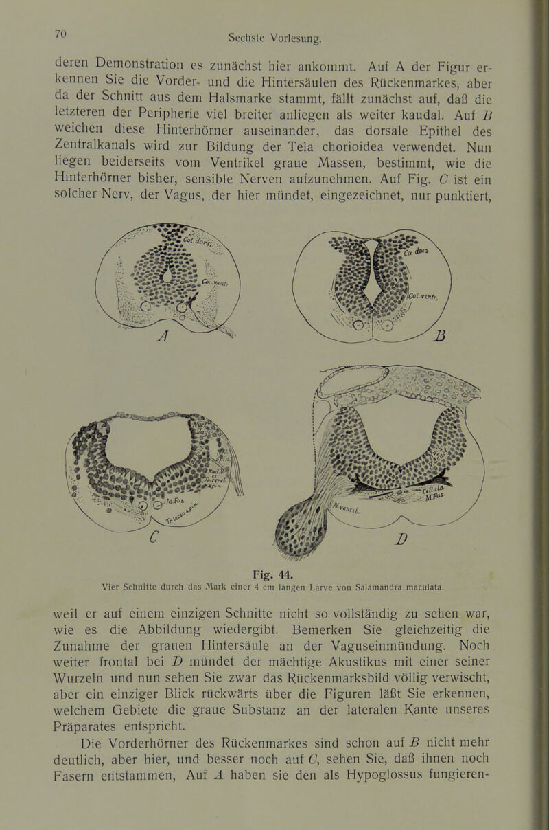 deren Demonstration es zunächst hier ankommt. Auf A der Figur er- kennen Sie die Vorder- und die Hintersäulen des Rückenmarkes, aber da der Schnitt aus dem Halsmarke stammt, fällt zunächst auf, daß die letzteren der Peripherie viel breiter anliegen als weiter kaudal. Auf B weichen diese Hinterhörner auseinander, das dorsale Epithel des Zentralkanals wird zur Bildung der Tela chorioidea verwendet. Nun liegen beiderseits vom Ventrikel graue Massen, bestimmt, wie die Hinterhörner bisher, sensible Nerven aufzunehmen. Auf Fig. C ist ein solcher Nerv, der Vagus, der hier mündet, eingezeichnet, nur punktiert. Fig. 44. Vier Schnitte durch das Mark einer 4 cm langen Larve von Salamandra niaculata. weil er auf einem einzigen Schnitte nicht so vollständig zu sehen war, wie es die Abbildung wiedergibt. Bemerken Sie gleichzeitig die Zunahme der grauen Hintersäule an der Vaguseinmündung. Noch weiter frontal bei D mündet der mächtige Akustikus mit einer seiner Wurzeln und nun sehen Sie zwar das Rückenmarksbild völlig verwischt, aber ein einziger Blick rückwärts über die Figuren läßt Sie erkennen, welchem Gebiete die graue Substanz an der lateralen Kante unseres Präparates entspricht. Die Vorderhörner des Rückenmarkes sind schon auf B nicht mehr deutlich, aber hier, und besser noch auf C, sehen Sie, daß ihnen noch Fasern entstammen. Auf Ä haben sie den als Hypoglossus fungieren-