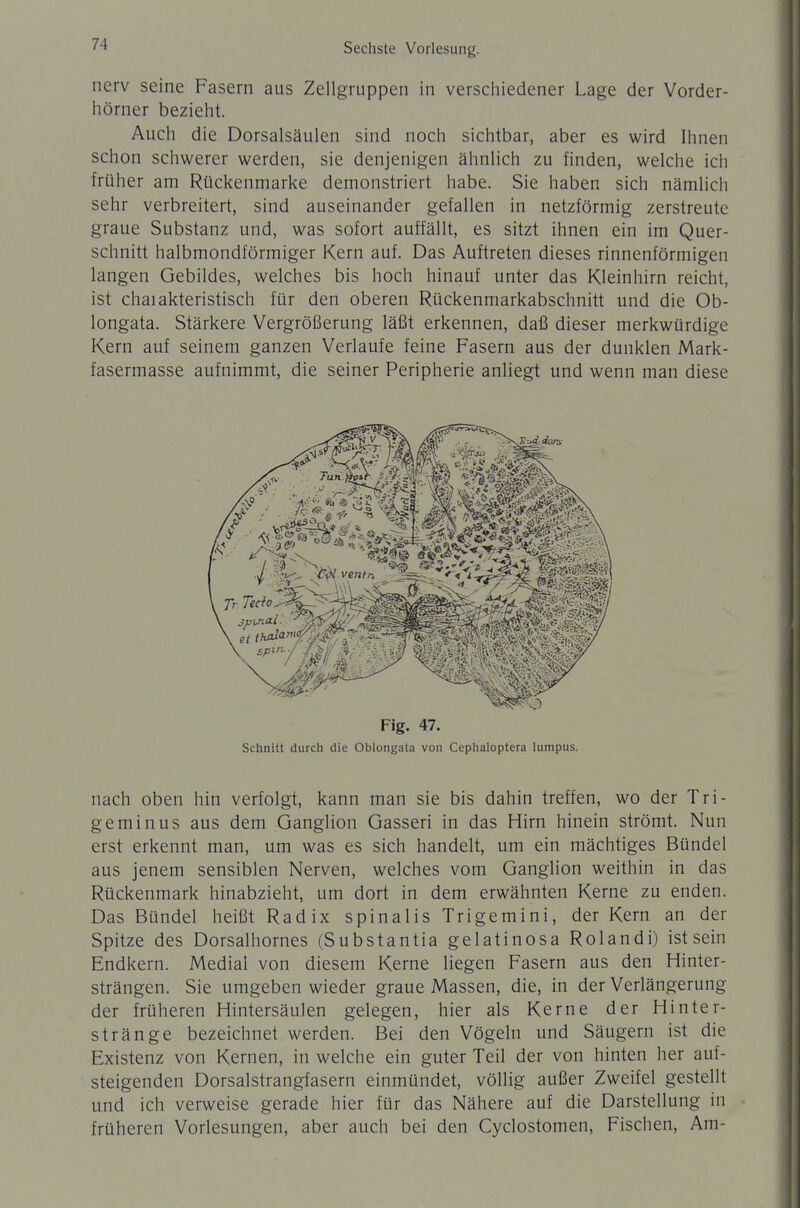 nerv seine Fasern aus Zellgruppen in verschiedener Lage der Vorder- hörner bezieht. Auch die Dorsalsäulen sind noch sichtbar, aber es wird Ihnen schon schwerer werden, sie denjenigen ähnlich zu finden, welche ich früher am Rückenmarke demonstriert habe. Sie haben sich nämlich sehr verbreitert, sind auseinander gefallen in netzförmig zerstreute graue Substanz und, was sofort auffällt, es sitzt ihnen ein im Quer- schnitt halbmondförmiger Kern auf. Das Auftreten dieses rinnenförmigen langen Gebildes, welches bis hoch hinauf unter das Kleinhirn reicht, ist chaiakteristisch für den oberen Rückenmarkabschnitt und die Ob- longata. Stärkere Vergrößerung läßt erkennen, daß dieser merkwürdige Kern auf seinem ganzen Verlaufe feine Fasern aus der dunklen Mark- fasermasse aufnimmt, die seiner Peripherie anliegt und wenn man diese Fig. 47. Schnitt durch die Oblongata von Ceplialoptera lumpus. nach oben hin verfolgt, kann man sie bis dahin treffen, wo der Tri- geminus aus dem Ganglion Gasseri in das Hirn hinein strömt. Nun erst erkennt man, um was es sich handelt, um ein mächtiges Bündel aus jenem sensiblen Nerven, welches vom Ganglion weithin in das Rückenmark hinabzieht, um dort in dem erwähnten Kerne zu enden. Das Bündel heißt Radix spinalis Trigemini, der Kern an der Spitze des Dorsalhornes (Substantia gelatinosa Rolandi) ist sein Endkern. Medial von diesem Kerne liegen Fasern aus den Hinter- strängen. Sie umgeben wieder graue Massen, die, in der Verlängerung der früheren Hintersäulen gelegen, hier als Kerne der Hinter- stränge bezeichnet werden. Bei den Vögeln und Säugern ist die Existenz von Kernen, in welche ein guter Teil der von hinten her auf- steigenden Dorsalstrangfasern einmündet, völlig außer Zweifel gestellt und ich verweise gerade hier für das Nähere auf die Darstellung in früheren Vorlesungen, aber auch bei den Cyclostomen, Fischen, Am-