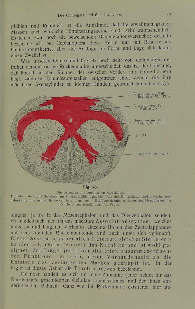 phibien und Reptilien ist die Annalime, daß die erwähnten grauen Massen auch wirkhche Hinterstrangskerne sind, sehr wahrscheinHch. Es fehlen zwar noch die beweisenden Degenerationsversuche; deshalb bezeichne ich bei Cephaloptera diese Kerne nur mit Reserve als Hinterstrangskerne, aber die Analogie in Form und Lage läßt kaum einen Zweifel zu. Was unseren Querschnitt Fig. 47 noch sehr von demjenigen der früher demonstrierten Rückenmarke unterscheidet, das ist der Umstand, daß überall in dem Räume, der zwischen Vorder- und Hinterhörnern liegt, zahllose Kommissurenzellen aufgetreten sind, Zellen, die ihre mächtigen Axenzyhnder zu kleinen Bündeln geordnet hinauf zur Ob- Viscero-sensor. Teil Rad. desc. VIII, IX, X Viscero-motor. Teil Rad. asc. X Somat.-sensor. Teil Rad. N. V desc. Rad. XI Somat.-mot. Rad. N. XII Fig. 48. Die visceralen und somatischen Kernsäulen. Torpedo. Die graue Substanz am kaudalen Oblongataende. Aus den Dorsalsäulen sind mächtige Auf- nahmkerne für sensible Hirnnerven hervorgegangen. Die Ventralsäulen entlassen den Hypoglossus, der Nucleus paracentralis den mot. Vagus. longata, ja bis in das Mesencephalon und das Diencephalon senden. Es handelt sich hierum das mächtige Assoziationssystem, welches kürzeren und längeren Verlaufes einzelne Höhen des Zentralapparates mit dem frontalen Rückenmarkende und auch unter sich verknüpft. Dieses System, das bei allen Tieren an gleich er Stelle vor- handen ist, charakterisiert das Nachhirn und ist wohl ge- eignet, der Träger jener komplizierten zusammenordnen- den Funktionen zu sein, deren Vorhandensein an die Existenz des verlängerten Markes geknüpft ist. In der Figur ist dieses Gebiet als Tractus breves bezeichnet. Offenbar handelt es sich um eine Zunahme jener schon für das Rückenmark geschilderten Cellulae commissurales und der ihnen ent- springenden Bahnen. Ganz wie im Rückenmark existieren hier ge-