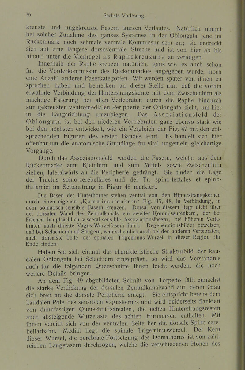 kreuzte und ungekreuzte Fasern kurzen Verlaufes. Natürlich nimmt bei solcher Zunahme des ganzes Systemes in der Oblongata jene im Rückenmark noch schmale ventrale Kommissur sehr zu; sie erstreckt sich auf eine längere dorsoventrale Strecke und ist von hier ab bis hinauf unter die Vierhügel als Raphekreuzung zu verfolgen. Innerhalb der Raphe kreuzen natürlich, ganz wie es auch schon für die Vorderkommissur des Rückenmarkes angegeben wurde, noch eine Anzahl anderer Faserkategorien. Wir werden später von ihnen zu sprechen haben und bemerken an dieser Stelle nur, daß die vorhin erwähnte Verbindung der Hinterstrangskerne mit dem Zwischenhirn als mächtige Faserung bei allen Vertebraten durch die Raphe hindurch zur gekreuzten ventromedialen Peripherie der Oblongata zieht, um hier in die Längsrichtung umzubiegen. Das Assoziationsfeld der Oblongata ist bei den niederen Vertrebraten ganz ebenso stark wie bei den höchsten entwickelt, wie ein Vergleich der Fig. 47 mit den ent- sprechenden Figuren des ersten Bandes lehrt. Es handelt sich hier offenbar um die anatomische Grundlage für vital ungemein gleichartige Vorgänge. Durch das Assoziationsfeld werden die Fasern, welche aus dem Rückenmarke zum Kleinhirn und zum Mittel- sowie Zwischenhirn ziehen, lateralwärts an die Peripherie gedrängt. Sie finden die Lage der Tractus spino-cerebellares und der Tr. spino-tectales et spino- thalamici im Seitenstrang in Figur 45 markiert. Die Basen der Hinterhörner stehen ventral von den Hinterstrangskernen durch einen eigenen „Kommissurenkern Fig. 35, 48, in Verbindung, in dem somatisch-sensible Fasern kreuzen. Dorsal von diesem liegt dicht über der dorsalen Wand des Zentralkanals ein zweiter Kommissurenkern, der bei Fischen hauptsächlich visceral-sensible Assoziationsfasern, bei höheren Verte- braten auch direkte Vagus-Wurzelfasern führt. Degenerationsbilder beweisen, daß bei Selachiern und Säugern, wahrscheinlich auch bei den anderen Vertebraten, auch dorsalste Teile der spinalen Trigeminus-Wurzel in dieser Region ihr Ende finden. Haben Sie sich einmal das charakteristische Strukturbild der kau- dalen Oblongata bei Selachiern eingeprägt, so wird das Verständnis auch für die folgenden Querschnitte Ihnen leicht werden, die noch weitere Details bringen. An dem Fig. 49 abgebildeten Schnitt von Torpedo fällt zunächst die starke Verdickung der dorsalen Zentralkanalwand auf, deren Grau sich breit an die dorsale Peripherie anlegt. Sie entspricht bereits dem kaudalen Pole des sensiblen Vaguskernes und wird beiderseits flankiert von dünnfasrigen Quersehnittsarealen, die neben Hinterstrangsresten auch absteigende Wurzeläste des achten Hirnnerven enthalten. Mit ihnen vereint sich von der ventralen Seite her die dorsale Spino-cere- bellarbahn. Medial liegt die spinale Trigeminuswurzel. Der Kern dieser Wurzel, die zerebrale Fortsetzung des Dorsalhorns ist von zahl- reichen Längsfasern durchzogen, welche die verschiedenen Höhen des