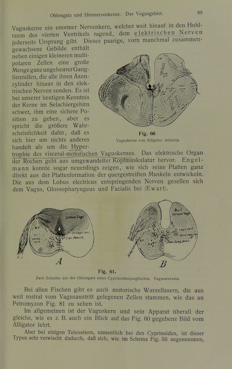 Vacruskerne ein enormer Nervenkern, welcher weit hinauf in den Hohl- raum des vierten Ventrikels ragend, dem elektrischen^ Nerven jederseits Ursprung gibt. Dieses paarige, vorn manchmal zusammen- gewachsene Gebilde enthält neben einigen kleineren multi- polaren Zellen eine große Menge ganz ungeheurer Gang- lienzellen, die alle ihren Axen- zylinder hinaus in den elek- trischen Nerven senden. Es ist bei unserer heutigen Kenntnis der Kerne im Selachiergehirn schwer, ihm eine sichere Po- sition zu geben, aber es spricht die größere Wahr- scheinlichkeit dafür, daß es sich hier um nichts anderes handelt als um die Hyper- trophie des visceral-niotorischen Vaguskernes. Das elektrische Organ der Rochen geht aus umgewandelterKöpTmuskulatur hervor. Engel- mann konnte sogar neuerdings zeigen, wie sich seine Platten ganz direkt aus der Plattenformation der quergestreiften Muskeln entwickeln. Die aus dem Lobus electricus entspringenden Nerven gesellen sich dem Vagus, Glossopharyngeus und Facialis bei (Ewart). Fig. 61. Zwei Schnitte aus der Oblongata eines Cyprinoidenjungfisches. Vaguswurzeln. Bei allen Fischen gibt es auch motorische Wurzelfasern, die aus weit rostral vom Vagusaustritt gelegenen Zellen stammen, wie das an Petromyzon Fig. 81 zu sehen ist. Im allgemeinen ist der Vaguskern und sein Apparat überall der gleiche, wie es z. B. auch ein Blick auf das Fig. 60 gegebene Bild vom Alligator lehrt. Aber bei einigen Teleostiern, namentlich bei den Cyprinoiden, ist dieser Typus sehr verwischt dadurch, daß sich, wie im Schema Fig. 56 angenommen, Fig. 60. Vaguskerne von Alligator missisip.