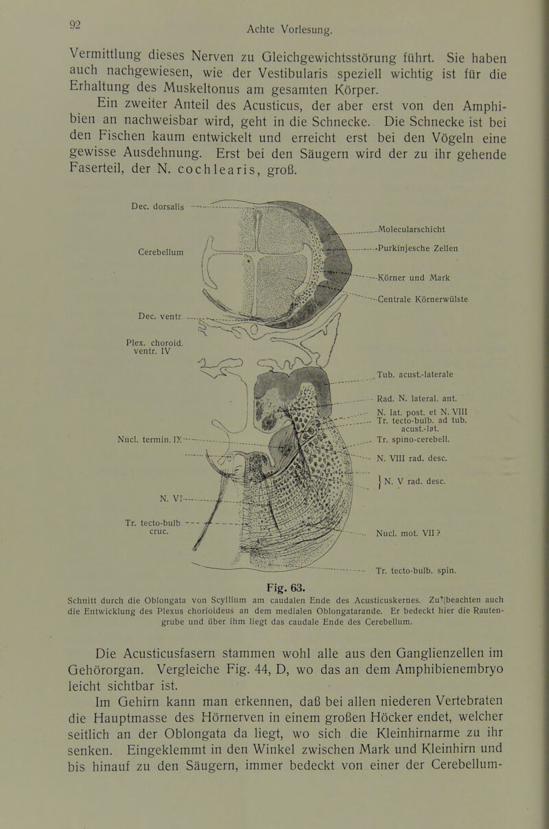 Vermittlung- dieses Nerven zu Gleichgewichtsstörung führt. Sie haben auch nachgewiesen, wie der Vestibularis speziell wichtig ist für die Erhaltung des Muskeltonus am gesamten Körper. Ein zweiter Anteil des Acusticus, der aber erst von den Amphi- bien an nachweisbar wird, geht in die Schnecke. Die Schnecke ist bei den Fischen kaum entwickelt und erreicht erst bei den Vögeln eine gewisse Ausdehnung. Erst bei den Säugern wird der zu ihr gehende Faserteil, der N. cochlearis, groß. Fig. 63. Schnitt durch die Oblongata von Scyllium am caudalen Ende des Acusticuslcernes. Zu'|beachten auch die Entwicklung des Plexus chorioideus an dem medialen Oblongatarande. Er bedeckt hier die Rauten- grube und über ihm liegt das caudale Ende des Cerebellum. Die Acusticusfasern stammen wohl alle aus den Ganglienzellen im Gehörorgan. Vergleiche Fig. 44, D, wo das an dem Amphibienembryo leicht sichtbar ist. Im Gehirn kann man erkennen, daß bei allen niederen Vertebraten die Hauptmasse des Hörnerven in einem großen Höcker endet, welcher seitlich an der Oblongata da liegt, wo sich die Kleinhirnarme zu ihr senken. Eingeklemmt in den Winkel zwischen Mark und Kleinhirn und bis hinauf zu den Säugern, immer bedeckt von einer der Cerebellum-