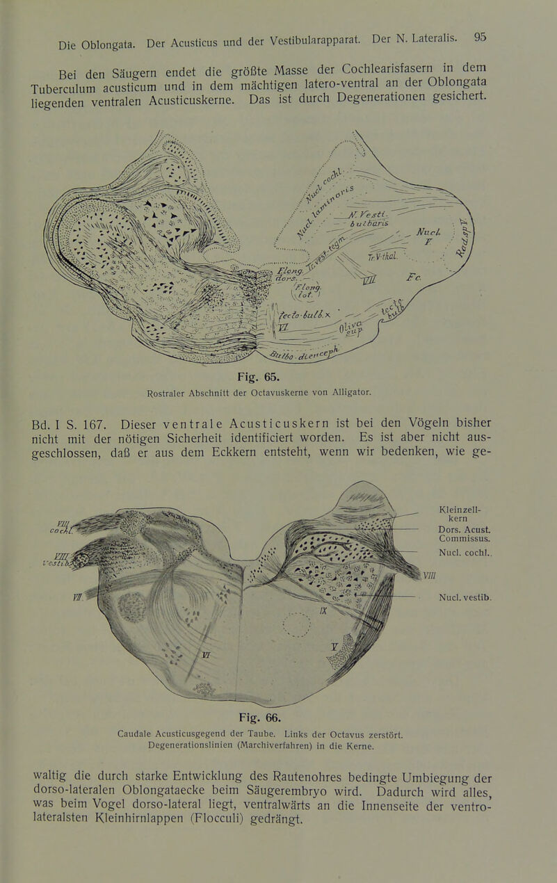 Bei den Säugern endet die größte Masse der Cochlearisfasern in dem Tuberculum acusticum und in dem mächtigen latero-ventral an der Oblongata liegenden ventralen Acusticuskerne. Das ist durch Degenerationen gesichert. Fig. 65. Rostraler Abschnitt der Octavuskerne von Alligator. Bd. I S. 167. Dieser ventrale Acusticuskern ist bei den Vögeln bisher nicht mit der nötigen Sicherheit identificiert worden. Es ist aber nicht aus- geschlossen, daß er aus dem Eckkern entsteht, wenn wir bedenken, wie ge- Fig. 66. Caudale Acusticusgegend der Taube. Links der Octavus zerstört. Degenerationslinien (iVlarchiverfahren) in die Kerne. waltig die durch starke Entwicklung des Rautenohres bedingte Umbiegung der dorso-lateralen Oblongataecke beim Säugerembryo wird. Dadurch wird alles, was beim Vogel dorso-lateral liegt, ventralwärts an die Innenseite der ventro- lateralsten Kleinhirnlappen (Flocculi) gedrängt.