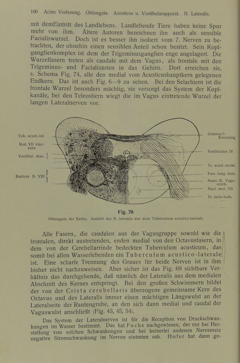 Achte Vorlesung. Oblongata. Acusticus ii. Vestibularapparat. N. Lateralis. mit demEintritt des Landlebens. Landlebende Tiere haben keine Spur mehr von ihm. Ältere Autoren bezeichnen ihn auch als sensible Facialiswurzel. Doch ist es besser ihn isoliert vom 7. Nerven zu be- trachten, der ohnehin einen sensiblen Anteil schon besitzt. Sein Kopf- ganglienkomplex ist dem der Trigeminusganglien enge angelagert. Die Wurzelfasern treten als caudale mit dem Vagus, als frontale mit den Trigeminus- und Facialisästen in das Gehirn. Dort erreichen sie, s. Schema Fig. 74, alle den medial vom Acusticushauptkern gelegenen Endkern. Das ist auch Fig. 6—9 zu sehen. Bei den Selachiern ist die frontale Wurzel besonders mächtig, sie versorgt das System der Kopf- kanäle, bei den Teleostiern wiegt die im Vagus eintretende Wurzel der langen Lateralnerven vor. Octavus ?- Kreuzung Ventriculus IV Tr. acust -tectal. Fase. long. dors. Assoc. B. Vago- cereb. Nucl. mot. VII Tr. tecto-bulb. Fig. 70. Oblongata der Barbe. Austritt des N. lateralis aus dem Tuberculum acustico-laterale. Alle Fasern, die caudalen aus der Vagusgruppe sowohl wie die |1 frontalen, direkt austretenden, enden medial von den Octavusfasern, inj; dem von der Cerebellarrinde bedeckten Tuberculum acusticum, das somit bei allen Wasserlebenden ein Tuberculum acustico-laterale ' ist. Eine scharfe Trennung des Graues für beide Nerven ist in ihm i bisher nicht nachzuweisen. Aber sicher ist das Fig. 69 sichtbare Ver- hältnis das durchgehende, daß nämlich der Lateralis aus dem medialen Abschnitt des Kernes entspringt. Bei den großen Schwimmern bildet der von der Crista cerebellaris überzogene gemeinsame Kern des Octavus und des Lateralis immer einen mächtigen Längswulst an der Lateralseite der Rautengrube, an den sich dann medial und caudal der Vaguswulst anschließt (Fig. 43, 45, 54). Das System der Lateralnerven ist für die Reception von Druckschwan- kungen im Wasser bestimmt. Das hat Fuchs nachgewiesen, der nur bei Her- stellung von solchen Schwankungen und bei keinerlei anderem Nervenreiz negative Stromschwankung im Nerven eintreten sah. Hof er hat dann ge-