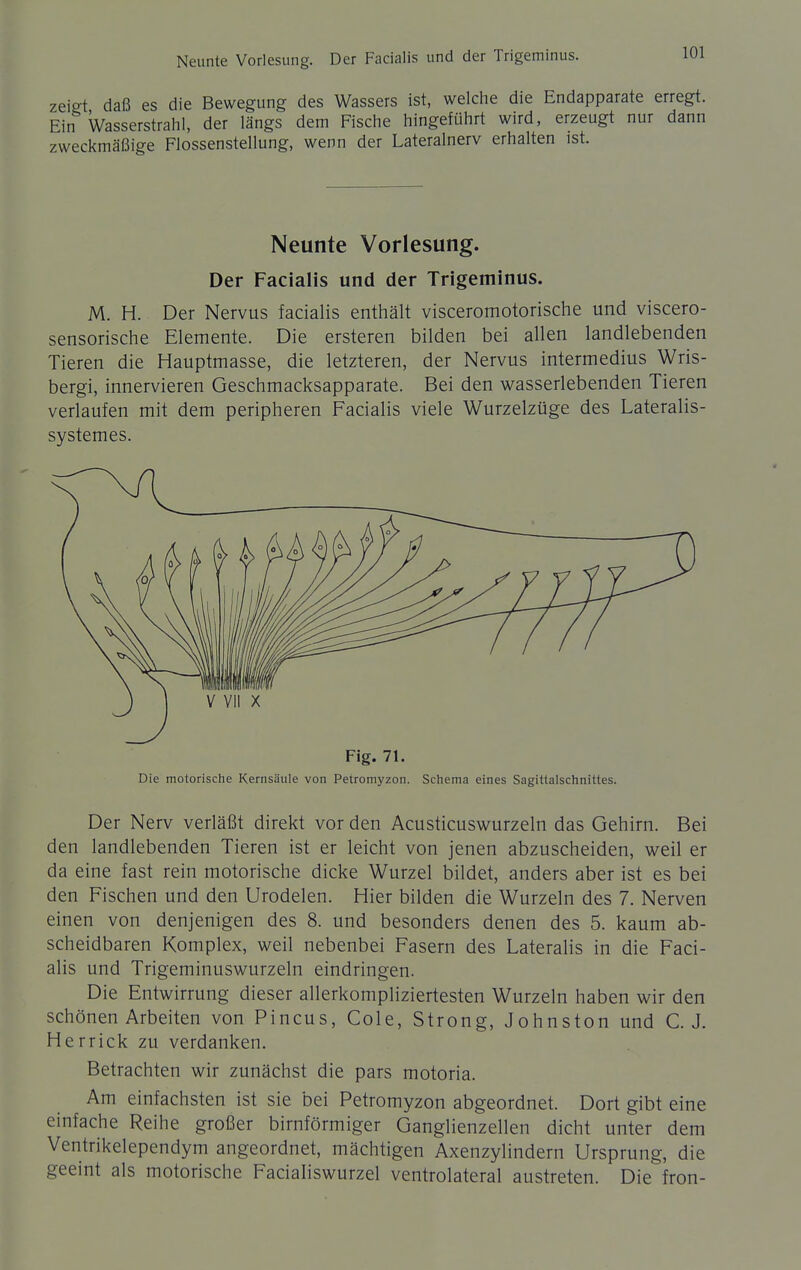 Neunte Vorlesung. Der Facialis und der Trigeminus. zeigt daß es die Bewegung des Wassers ist, welche die Endapparate erregt. Ein Wasserstrahl, der längs dem Fische hingeführt wird, erzeugt nur dann zweckmäßige Flossenstellung, wenn der Lateralnerv erhalten ist. Neunte Vorlesung. Der Facialis und der Trigeminus. M. H. Der Nervus facialis enthält visceromotorische und viscero- sensorische Elemente. Die ersteren bilden bei allen landlebenden Tieren die Hauptmasse, die letzteren, der Nervus intermedius Wris- bergi, innervieren Geschmacksapparate. Bei den wasserlebenden Tieren verlaufen mit dem peripheren Facialis viele Wurzelzüge des Lateralis- systemes. Fig. 71. Die motorische Kernsäule von Petromyzon. Schema eines Sagittalschnittes. Der Nerv verläßt direkt vor den Acusticuswurzeln das Gehirn. Bei den landlebenden Tieren ist er leicht von jenen abzuscheiden, weil er da eine fast rein motorische dicke Wurzel bildet, anders aber ist es bei den Fischen und den Urodelen. Hier bilden die Wurzeln des 7. Nerven einen von denjenigen des 8. und besonders denen des 5. kaum ab- scheidbaren Komplex, weil nebenbei Fasern des Lateralis in die Faci- alis und Trigeminuswurzeln eindringen. Die Entwirrung dieser allerkompliziertesten Wurzeln haben wir den schönen Arbeiten von Pincus, Cole, Strong, Johnston und C. J. Herrick zu verdanken. Betrachten wir zunächst die pars motoria. Am einfachsten ist sie bei Petromyzon abgeordnet. Dort gibt eine einfache Reihe großer birnförmiger Ganglienzellen dicht unter dem Ventrikelependym angeordnet, mächtigen Axenzylindern Ursprung, die geeint als motorische Facialiswurzel ventrolateral austreten. Die fron-