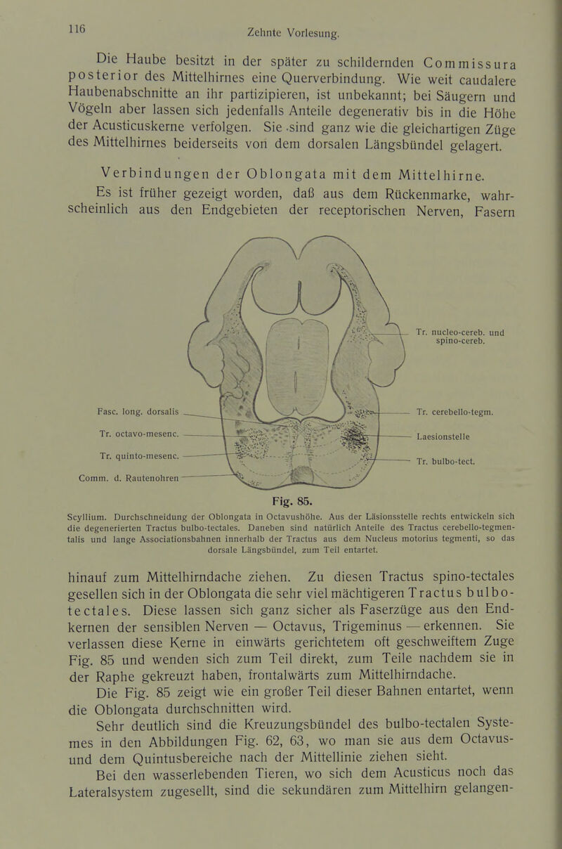 Die Haube besitzt in der später zu schildernden Commissura posterior des Mittelhirnes eine Querverbindung. Wie weit caudalere Haubenabschnitte an ihr partizipieren, ist unbekannt; bei Säugern und Vögeln aber lassen sich jedenfalls Anteile degenerativ bis in die Höhe der Acusticuskerne verfolgen. Sie .sind ganz wie die gleichartigen Züge des Mittelhirnes beiderseits von dem dorsalen Längsbündel gelagert. Verbindungen der Oblongata mit dem Mittelhirne. Es ist früher gezeigt worden, daß aus dem Rückenmarke, wahr- scheinlich aus den Endgebieten der receptorischen Nerven, Fasern Fase. long, dorsalis Tr. octavo-mesene. Tr. quinto-mesenc. Comm. d. Rautenohren - Tr. nucleo-cereb. und spino-cereb. - Tr. cerebello-tegm. - Laesionstelle - Tr. bulbo-tect. Fig. 85. Scyllium. Durchschneidung der Oblongata in Octavushöhe. Aus der Läsionsstelle rechts entwickeln sich die degenerierten Tractus bulbo-tectales. Daneben sind natürlich Anteile des Tractus cerebello-tegmen- talis und lange Associationsbahnen innerhalb der Tractus aus dem Nucleus motorius tegmenti, so das dorsale Längsbündel, zum Teil entartet. hinauf zum Mittelhirndache ziehen. Zu diesen Tractus spino-tectales gesellen sich in der Oblongata die sehr viel mächtigeren Tractus bulbo- tectales. Diese lassen sich ganz sicher als Faserzüge aus den End- kernen der sensiblen Nerven — Octavus, Trigeminus — erkennen. Sie verlassen diese Kerne in einwärts gerichtetem oft geschweiftem Zuge Fig. 85 und wenden sich zum Teil direkt, zum Teile nachdem sie in der Raphe gekreuzt haben, frontalwärts zum Mittelhirndache. Die Fig. 85 zeigt wie ein großer Teil dieser Bahnen entartet, wenn die Oblongata durchschnitten wird. Sehr deutlich sind die Kreuzungsbündel des bulbo-tectalen Syste- mes in den Abbildungen Fig. 62, 63, wo man sie aus dem Octavus- und dem Quintusbereiche nach der Mittellinie ziehen sieht. Bei den wasserlebenden Tieren, wo sich dem Acusticus noch das Lateralsystem zugesellt, sind die sekundären zum Mittelhirn gelangen-