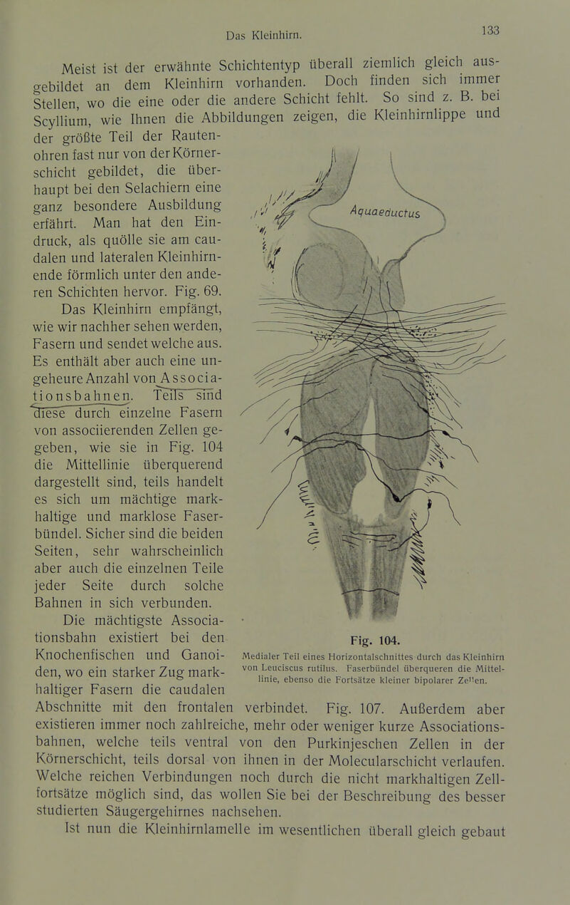 ziemlich gleich aus- sich immer So sind z. B. bei Kleinhirnlippe und Meist ist der erwähnte Schichtentyp überall gebildet an dem Kleinhirn vorhanden. Doch finden Stellen, wo die eine oder die andere Schicht fehlt. Scyllium, wie Ihnen die Abbildungen zeigen, die der größte Teil der Rauten- ohren fast nur von der Körner- schicht gebildet, die über- haupt bei den Selachiern eine ganz besondere Ausbildung erfährt. Man hat den Ein- druck, als quölle sie am cau- dalen und lateralen Kleinhirn- ende förmlich unter den ande- ren Schichten hervor. Fig. 69. Das Kleinhirn empfängt, wie wir nachher sehen werden, Fasern und sendet welche aus. Es enthält aber auch eine un- geheure Anzahl von Associa- tionsbahnen. Teils sind diese dürcheinzelne Fasern von associierenden Zellen ge- geben, wie sie in Fig. 104 die Mittellinie überquerend dargestellt sind, teils handelt es sich um mächtige mark- haltige und marklose Faser- bündel. Sicher sind die beiden Seiten, sehr wahrscheinlich aber auch die einzelnen Teile jeder Seite durch solche Bahnen in sich verbunden. Die mächtigste Associa- tionsbahn existiert bei den Knochenfischen und Ganoi- den, wo ein starker Zug mark- haltiger Fasern die caudalen Abschnitte mit den frontalen verbindet. Fig. 107. Außerdem aber existieren immer noch zahlreiche, mehr oder weniger kurze Associations- bahnen, welche teils ventral von den Purkinjeschen Zellen in der Körnerschicht, teils dorsal von ihnen in der Molecularschicht verlaufen. Welche reichen Verbindungen noch durch die nicht markhaltigen Zell- fortsätze möglich sind, das wollen Sie bei der Beschreibung des besser studierten Säugergehirnes nachsehen. Ist nun die Kleinhirnlamelle im wesentlichen überall gleich gebaut Fig. 104. Medialer Teil eines Horizontalschnittes durch das Kleinhirn von Leuciscus rutilus. Faserbündel überqueren die Mittel- linie, ebenso die Fortsätze kleiner bipolarer Zei'en.