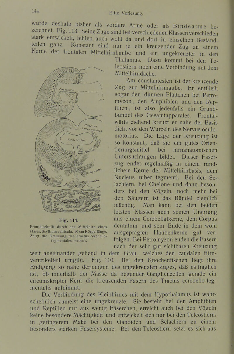 wurde deshalb bisher als vordere Arme oder als Bindearme be- zeichnet. Flg. 113. Seine Züge sind bei verschiedenen Klassen verschieden stark entwickelt, fehlen auch wohl da und dort in einzelnen Bestand- teilen ganz. Konstant sind nur je ein kreuzender Zug zu einem Kerne der frontalen Mittelhirnhaube und ein ungekreuzter in den Thalamus. Dazu kommt bei den Te- leostiern noch eine Verbindung mit dem Mittelhirndache. Am constantesten ist der kreuzende Zug zur Mittelhirnhaube. Er entfließt sogar den dünnen Plättchen bei Petro- myzon, den Amphibien und den Rep- tilien, ist also jedenfalls ein Grund- bündel des Gesamtapparates. Frontal- wärts ziehend kreuzt er nahe der Basis dicht vor den Wurzeln des Nervus oculo- motorius. Die Lage der Kreuzung ist so konstant, daß sie ein gutes Orien- tierungsmittel bei hirnanatomischen Untersuch\ingen bildet. Dieser Faser- zug endet regelmäßig in einem rund- lichem Kerne der Mittelhirnbasis, dem Nucleus ruber tegmenti. Bei den Se- lachiern, bei Chelone und dann beson- ders bei den Vögeln, noch mehr bei den Säugern ist das Bündel ziemlich mächtig. Man kann bei den beiden letzten Klassen auch seinen Ursprung aus einem Cerebellalkerne, dem Corpus dentatum und sein Ende in dem wohl ausgeprägten Haubenkerne gut ver- folgen. Bei Petromyzon enden die Fasern nach der sehr gut sichtbaren Kreuzung weit auseinander gehend in dem Grau, welches den caudalen Hirn- ventrikelteil umgibt. Fig. 110. Bei den Knochenfischen liegt ihre Endigung so nahe derjenigen des ungekreuzten Zuges, daß es fraglich ist, ob innerhalb der Masse da liegender Ganglienzellen gerade ein circumskripter Kern die kreuzenden Fasern des Tractus cerebello-teg- mentalis aufnimmt. Die Verbindung des Kleinhirnes mit dem Hypothalamus ist wahr- scheinlich zumeist eine ungekreuzte. Sie besteht bei den Amphibien und Reptilien nur aus wenig Fäserchen, erreicht auch bei den Vögeln keine besondere Mächtigkeit und entwickelt sich nur bei den Teleostiern, in geringerem Maße bei den Ganoiden und Selachiern zu einem besonders starken Fasersysteme. Bei den Teleostiern setzt es sich aus Fig. 114. Frontalschnitt durch das Mittelhirn eines Haies, Scyllium canicula. 30 cm Körperlänge. Zeigt die Kreuzung der Tractus cerebello- tegmentales mesenc.