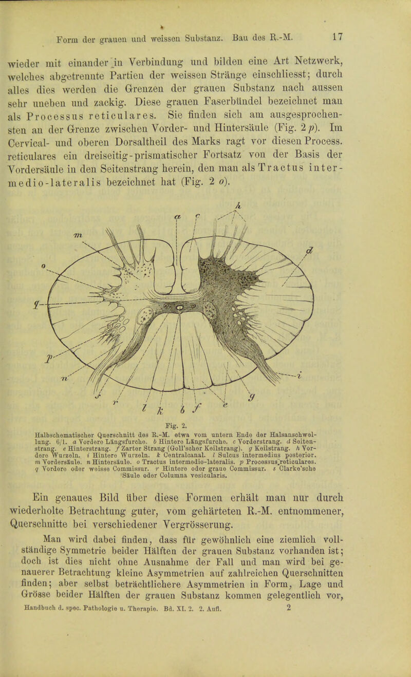 Form der grauen and weisson Substanz. Bau des R.-M. wieder mit einander jn Verbindung und bilden eine Art Netzwerk, welches abgetrennte Partien der weissen Strange einschliesst; durch alles dies werden die Grenzen der grauen Substanz nach aussen sehr uneben nnd zackig. Diese grauen Faserbundel bezeichnet man als Processus reticulares. Sie finden sich am ausgesprochen- sten an der Grenze zwischen Vorder- und Hintersaule (Fig. 2 p). Im Cervical- und oberen Dorsaltheil des Marks ragt vor diesen Process, reticulares eiu dreiseitig-prismatischer Fortsatz von der Basis der Vordersaule in den Seitenstrang herein, den man als Tractus inter- medio-lateralis bezeichnet hat (Fig. 2 o). A Fig. 2. Halbschematischer Querschnitt des R.-M. etwa vom untern Ende der Halsanschwel- lung. 6/1. a Vordere Langsfurcne. 6 Hintere Lttngsfurcke. c Vorderstrang. d Seiten- strang. e Hinterstrang. / Zarter Strang (Goll'scuer Koilstrang). g Keilstrang. h Vor- dere Wurzeln. i Hintere Wurzeln. * Centralcanal. I Sulcus intermedins posterior. m Vordersiule. n Hintersaule. o Traetus intermedio-lateralis. p Prooessus~reticulares. 7 Vordere oder weisse Commissur. r Hintere oder graue Commissur. s Clarke'sche Sllule oder Columna vesicularis. Ein genaues Bild ttber diese Formen erhalt man nur durch wiederholte Betrachtung guter, vom geh'arteten R.-M. entnommener, Quersclmitte bei verschiedener Vergrosserung. Man wird dabei finden, dass fiir gewohnlich eine ziemlick voll- standige Symmetrie beider Halften der grauen Substanz vorhanden ist; doch ist dies nicht ohne Ausnahme der Fall und man wird bei ge- nauerer Betrachtung kleine Asymmetrien auf zahlreichen Querschnitten finden; aber selbst betrachtlichere Asymmetrien in Form, Lage und Grosse beider Halften der grauen Substanz kommen gelegentlich vor, Handbuch d. spec. Pathologie u. Thorapie. Bd. XI. 2. 2. Anfl. 2