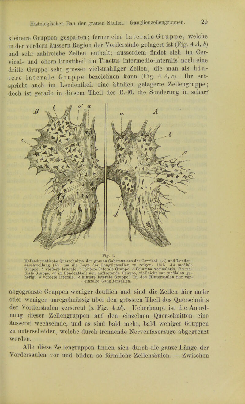 Histologischer Bau der grauen Siuilen. Ganglienzellengruppen. kleinere Gruppen gespalten; ferner eine later ale Grupp e, welche in der vordern attssern Region der Vordersaule gelagert ist (Fig. 4 A, b) und sehr zahlreiohe Zellen enthalt; ausserdem findet sich im Cer- vical- und obern Brusttheil im Tractus intermedio-lateralis noch eine dritte Gruppe sehr grosser vielstrahliger Zellen, die man als hin- ter e laterale Gruppe bezeichnen kann (Fig. 4 A, c). Ihr ent- spricht ancli im Lendentbeil eine ahnlich gelagerte Zellengrnppe; doch ist gerade in dieseni Theil des R.-M. die Sonderung in scharf Fig. 4. Halbschematiscne Querschnitte der grauen Substanz aus der Cervical- (A) und Lenden- anscnwellung (B), um die Lage der Ganglienzellen zu zeigen. 12/1. Aa mediale Gruppe, b vordere laterale, c Mntere laterale Gruppe. d Columna vesicularis, £ a me- diale Gruppe, o' im Lendentbeil neu auftretende Gruppe, vielleicht zur medialen ge- horig, It vordere laterale, c hintere laterale Gruppe. In den Hintersaulen nur ver= • einzelte Ganglienzellen. abgegrenzte Gruppen weniger deutlicb und sind die Zellen hier rnehr oder weniger unregelmassig iiber den grossten Tbeil des Querscbnitts der Vorders'aulen zerstreut (s. Fig. 4 B). Ueberhaupt ist die Anord- nung dieser Zellengruppen auf den einzelnen Querschnitten eine ausserst wechselnde, und es sind bald mehr, bald weniger Gruppen zu unterscheiden, welche durch trennende Nervenfaserziige abgegrenzt werden. Alle diese Zellengruppen flnden sich durch die ganze Lange der Vordersaulen vor und bilden so fbrmliche Zellensaulen. — Zwischeu