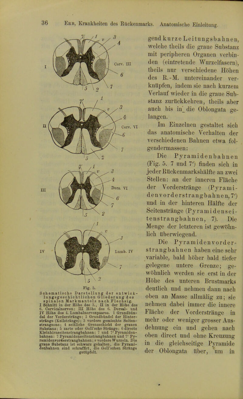 Lunib. IV Fig. 5. Schematische Darstellung der entwick- lungsgeschichtlichen Gliederung des spiualen Markmantels nach Flechsig. I Schnitt in der Hoke des 3., II in der Hohe des 6. Cervicalnerven; III Hohe des G. Dorsal- und IV Hohe des 4. Lumbalneryenpaares. 1 Grundbun- del der Vorderstrange; 2 Grundbundel der Hinter- strango (Keilstr&ngel; 3 vordere gemischte Seiten- strangzone; 4 seitliche Grenzschicht der grauen Substanz; 5 zarte oder GoU'sohe Strange; G directe Kleinhirnseitenstrangbahnen; 7 und 7' Pyramiden- bahnen: 7 Pyramidenseitenstrangbahnen und V Py- ramidenvorderstrangbahnen; v vordere Wurzeln. Die graue Substanz ist schwarz gehalten, die Pyraini- denbahnen sind sohrafflrt, die Goll'sohen Strange getupfelt. gend kurze Leitungsbahnen, welche theils die graue Substanz mit peripheren Organen verbin- den (eintreteiide Wurzelfasern), theils nur verscbiedene HOhen des R.-M. untereiuander ver- kntipfen, indeni sie nach kurzem Verlauf wieder in die graue Sub- stanz zurlickkebren, theils aber auch bis in'_die Oblongata ge- langen. Im Einzelnen gestaltet sich das anatomische Verhalten der verschiedenen Bahnen etwa fol- gendermassen: Die Pyramidenbahnen (Fig. 5. 7 und 1') finden sich in jeder Rtickenmarkshalfte an zwei Stellen: an der inneren Flache der Vorderstrange (Pjrami - den vor der strangbahnen, 7') und in der hinteren Halfte der Seitensti-ange (Pyramidensei- tenstrangbahnen, 7). Die Menge der letzteren ist gew(5hn- lich tiberwiegend. Die Pyramidenyorder- strangbahnen haben eiue sehr variable, bald hoher bald tiefer gelegene untere Grenze; ge- wohnlich werden sie erst in der Hohe des unteren Brustmarks deutlich und nehmen dann nach oben an Masse allmalig zu; sie nehmen dabei inimer die innere Flache der Vorderstrange in mehr oder weniger grosser Aus- dehnung ein und gehen nach oben direct und ohne Kreuzung in die gleichseitige Pyrauiide der Oblongata iiber, urn in