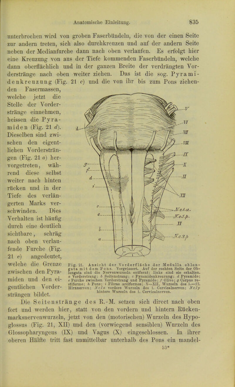 unterbrochen wird von groben Faserbttndelii, die von der einen Seite zur andern treten, sich also durchkreuzen und auf der andera Seite neben der Medianfurcbe dann nach oben verlaufen. Es erfolgt bier eine Kreuzung von aus der Tiefe kommenden Faserblindeln, welche dann oberflachlich und in der ganzen Breite der verdrangten Vor- derstr&nge nach oben weiter ziehen. Das ist die sog. Pyrami- denkreuzung (Fig. 21 c) und die von ibr bis zum Pons ziehen- den Fasermassen, welcbe jetzt die Stelle der Vorder- strange einnehmen, heissen die Pyra- miden (Fig. 21 d). Dieselben sind zwi- scben den eigent- licben Vorderstran- gen (Fig. 21 a) her- vorgetreten, wah- rend diese selbst weiter nacb hinten riicken und in der Tiefe des verlan- gerten Marks ver- schwinden. Dies Verbalten ist haufig dnrcb eine deutlicb sichtbare, schrag nacb oben verlau- fende Furcbe (Fig. 21 e) angedeutet, welche die Grenze zwischen den Pyra- miden und den ei- gentlichen Vorder- strangen bildet. Die Seitenstrange des K.-M. setzen sich direct nacb oben fort und werden hier, statt von den vordern und hintern Kucken- marksnervenwurzeln, jetzt von den (motorischen) Wurzeln des Hypo- glossus (Fig. 21, XII) und den (vorwiegend sensiblen) Wurzeln des Glossopharyngeus (IX) und Vagus (X) eingeschlossen. In ihrer oberen Halfte tritt fast unmittelbar unterbalb des Pons ein mandel- 53* Fig. 21. Ansicht der Vorderfiache der Medulla oblon- gata mit dem Pons. Vergrossert. Anf der rechten Seite der Ob- longata sind die Nervemvurzeln entfernt; links sind sie erbalten. a Vorderstrang; 6 Seitenstrang; c Pyramidenkreiizung; d Pyramide; e Furche zwischen Yorderstrang und Pyramide; / Olive; g Corpus re- stiforme; h Pons; i Pibrae arciformes; V—XII, Wurzeln des 5.—12. Hirnnerven; Ncia vordere Wurzeln des 1. Cervicalnerven; NcJp hintere Wurzeln des I. Cervicalnerven.