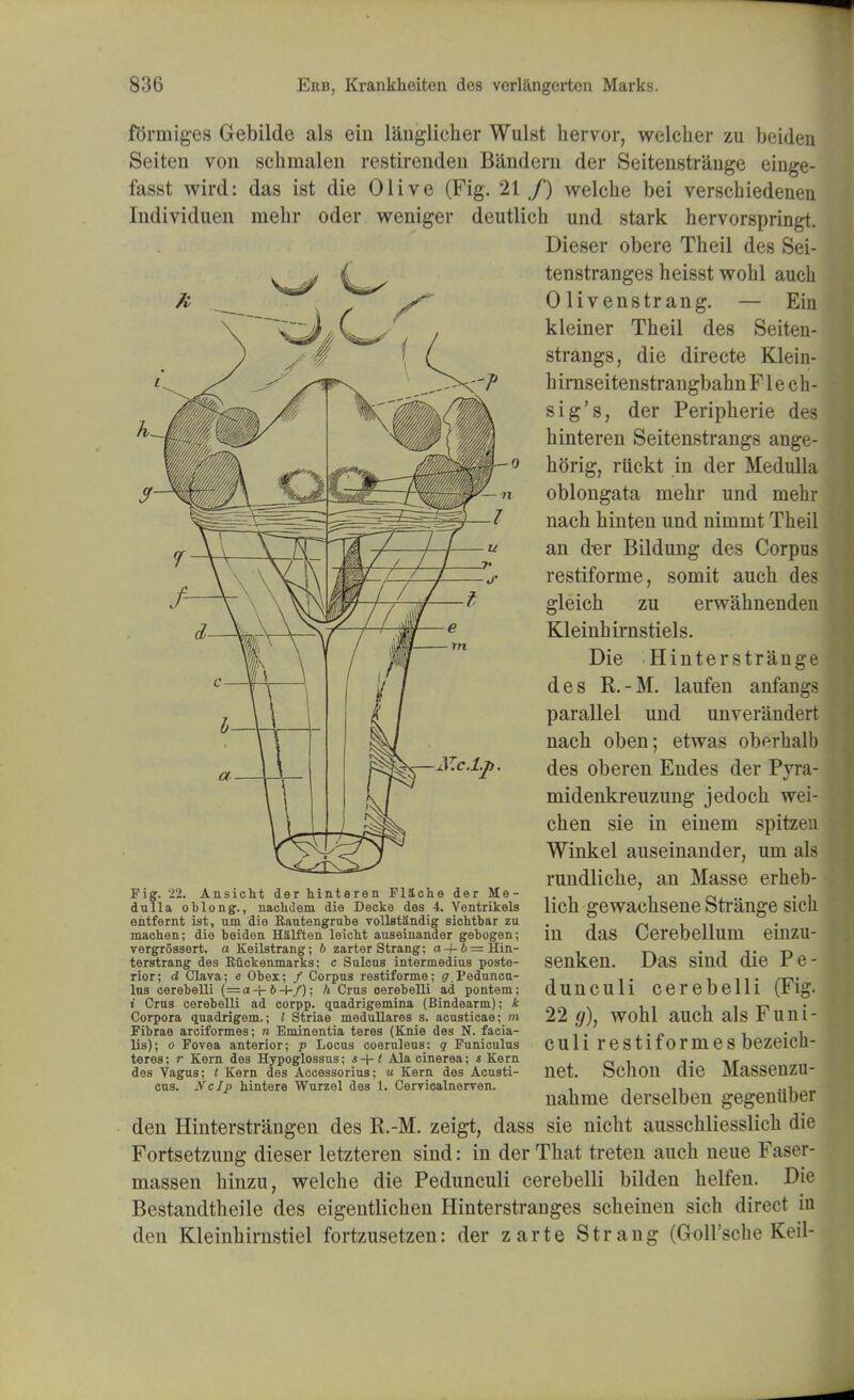 forniiges Glebilde als eiu langlicher Wulst hervor, welcber zu beiden Seiten von schmalen restirenden Bandern der Seitenstrange einge- fasst wird: das ist die Olive (Fig. 21 f) welche bei verschiedenen Individuen raebr oder weniger deutlicb und stark hervorspringt. Dieser obere Theil des Sei- tenstranges heisst wohl auch 0 livenstr ang. — Em kleiner Theil des Seiten- strangs, die directe Klein- fa irnseitenstrangbabn F1 e ch- sig's, der Peripherie des hinteren Seitenstrangs ange- hftrig, rtickt in der Medulla oblongata mehr und mehr nach hinten und niinmt Theil an der Bildung des Corpus restifornie, somit auch des gleich zu erwahnenden Kleinhirnstiels. Die Hinter strange des R.-M. laufen anfangs parallel und unverandert nach oben; etwas ob^rhalb des oberen Endes der Pyra- midenkreuzung jedoch wei- chen sie in einem spitzeu Winkel auseinander, um als rundliche, an Masse erheb- lich gewachsene Strange sich in das Cerebellum einzu- senken. Das sind die Pe- dunculi cerebelli (Fig. 22 g), wohl auch als Funi- culi restiformes bezeich- net. Schon die Massenzu- nahme derselben gegeniiber den Hinterstrangen des R.-M. zeigt, dass sie nicht ausschliesslich die Fortsetzung dieser letzteren sind: in der That treten auch neue Faser- massen hinzu, welche die Pedunculi cerebelli bilden helfen. Die Bestandtheile des eigentlichen Hinterstranges scheinen sich direct in den Kleinhirnstiel fortzusetzen: der zarte Strang (Goll'sche Keil- Fig. 22. Ansicht der hinteren FlSche der Me- dulla oblong., naoUdem die Decke des 4. Ventrikels ehtfernt ist, nm die Rautengrube vollstSndig sichtbar zu machen; die beiden HSlften leieht auseinander gebogen; vergrossert. a Keilstrang; 6 zarter Strang; a-f-6=Hin- terstrang des Ruckenmarks; c Sulcus intermedins poste- rior; d Clava; e Obex; / Corpus restiforme; ^.Peduncu- lus cerebelli (=a+&4-/); h Cms oerebeUi ad pontem; i Cms cerebeUi ad corpp. quadrigemina (Bindearm); k Corpora quadrigem.; I Striae meduUares s. acusticae; m Fibrae arciformes; n Eminentia teres (Knie des N. facia- ls); o Fovea anterior; p Locus coeruleus: q Funiculus teres; r Kern des Hypoglossus; s + t Alacinerea; s Kern des Vagus; t Kern des Accessorius; u Kern des Acusti- cus. IfcJp hintere Wurzel des I. Cerrioalnerven.