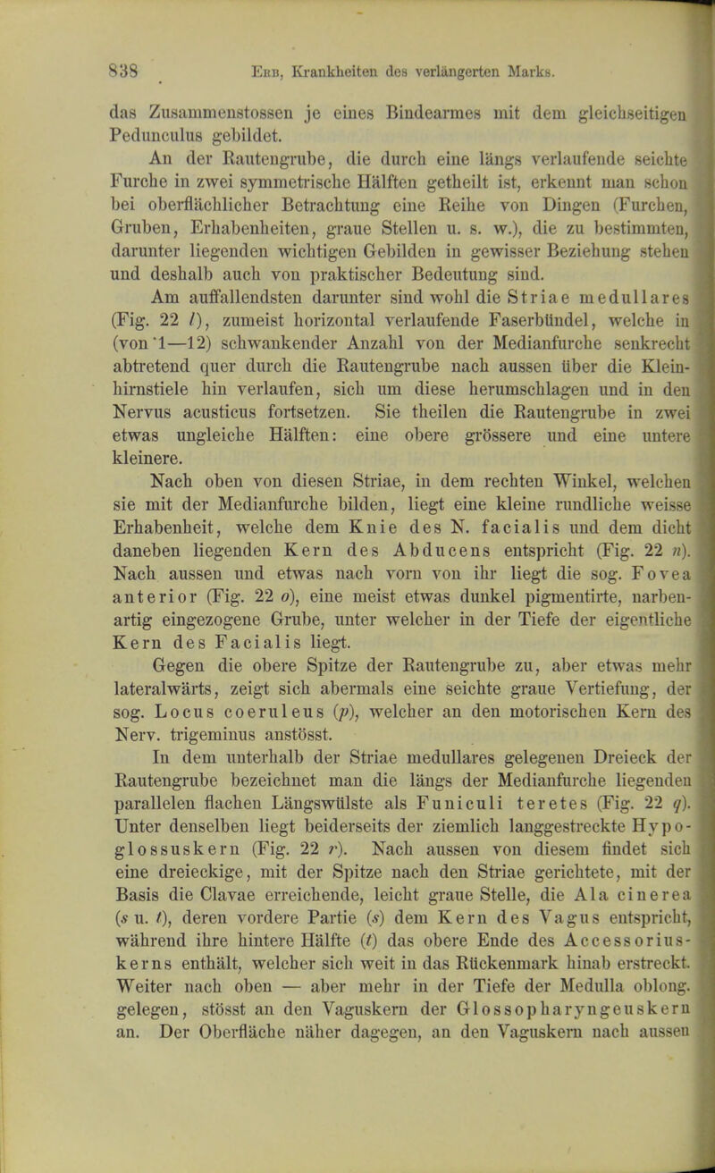 das Zusammenstossen je eines Biudearraes mit dem gleichseitigen Pedunculus gebildet. An der Rautengrube, die durch eine langs verlaufende seichte Furche in zwei symmetrische Halften getheilt ist, erkennt man schon bei oberflachlicher Betracbtung eine Reibe von Dingen (Furcben, Gruben, Erhabenheiten, graue Stellen u. s. w.), die zu bestimmten, darunter liegenden wicbtigen Gebilden in gewisser Beziehung steben und deshalb aucb von praktiscber Bedeutung sind. Am auffallendsten darunter sind wobl die Striae meduilares (Fig. 22 /), zumeist horizontal verlaufende Faserblindel, welcbe in (von'l—12) scbwankender Anzahl von der Medianfurcbe senkrecbt abtretend quer durch die Rautengrube nach aussen Uber die Klein- hirnstiele hin verlaufen, sich um diese herumschlagen und in den Nervus acusticus fortsetzen. Sie theilen die Rautengrube in zwei etwas ungleicbe Halften: eine obere grOssere und eine untere kleinere. Nach oben von diesen Striae, in dem recbten Winkel, welcben sie mit der Medianfurche bilden, liegt eine kleine rundlicbe weisse Erhabenheit, welcbe dem Knie des N. facialis und dem dicht daneben liegenden Kern des Abducens entspricht (Fig. 22 n). Nach aussen und etwas nach vom von ihr liegt die sog. Fovea anterior (Fig. 22 o), eine meist etwas dunkel pigmentirte, narben- artig eingezogene Grube, unter welcber in der Tiefe der eigentlicbe Kern des Facialis liegt. Gegen die obere Spitze der Rautengrube zu, aber etwas melir lateralwarts, zeigt sich abermals eine seichte graue Vertiefung, der sog. Locus coeruleus (p), welcber an den motoriscben Kern des Nerv. ti-igeminus anstosst. In dem unterbalb der Striae meduilares gelegenen Dreieck der Rautengrube bezeichnet man die langs der Medianfurche liegenden parallel en flachen Langswiilste als Funiculi teretes (Fig. 22 q). Unter denselben liegt beiderseits der ziemlicb langgestreckte Hypo- glossuskern (Fig. 22 r). Nach aussen von diesem findet sich eine dreieckige, mit der Spitze nach den Striae gerichtete, mit der Basis die Clavae erreichende, leicht graue Stelle, die Ala cinerea {s u. t), deren vordere Partie (*) dem Kern des Vagus entspricht, wahrend ihre hintere Halfte (t) das obere Ende des Accessorius- kerns enthalt, welcber sich weit in das Rtickenmark hinab erstreckt Weiter nach oben — aber mehr in der Tiefe der Medulla oblong, gelegen, stOsst an den Vaguskern der Glossopharyngeuskern an. Der Oberfliiche naber dagegen, an den Vaguskern nach aussen