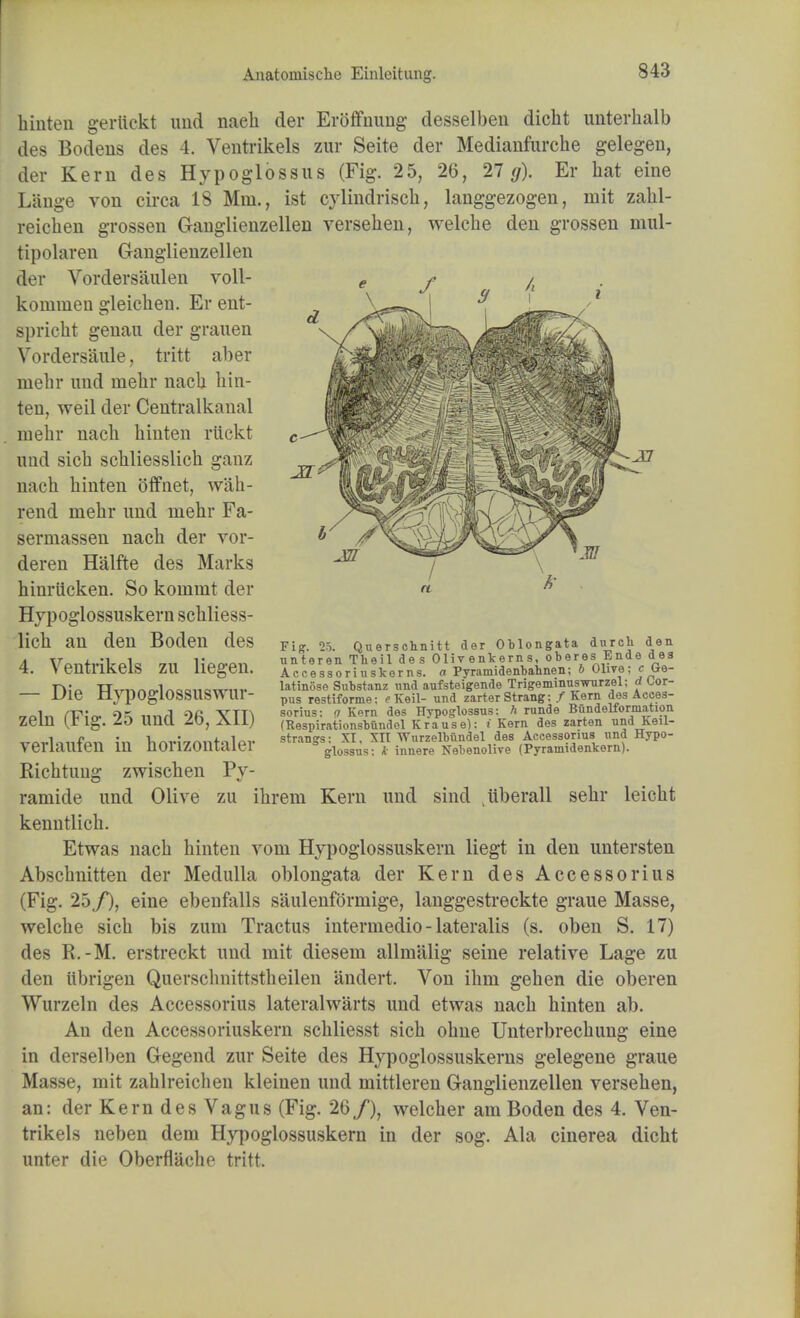 hinten gerttekt und naeh der Eroffnung desselbeu dicht unterhalb des Bodens des 4. Ventrikels zur Seite der Medianfurche gelegen, der Kern des Hypoglossus (Fig. 25, 26, 27 #). Er bat eine Liinge von circa 18 Mm., ist cylindriscb, lauggezogen, mit zahl- reicben grossen Ganglienzellen verseben, welcbe den grossen mul- tipolaren Gaiiglienzellen der Vordersaulen voll- kommeu gleicken. Er ent- spricht genau der granen Vordersaule, tritt aber mebr und niebr nacb bin- ten, weil der Centralkanal mebr nacb binten rlickt und sicb scbliesslicb ganz nacb binten offnet, wab- rend mebr und mebr Fa- sermassen nacb der vor- deren Halfte des Marks hinriicken. So kommt der Hypoglossuskern scbliess- licb an den Boden des 4. Ventrikels zu liegen. — Die Hypoglossuswur- zeln (Fig. 25 und 26, XII) verlaufen in horizontaler Ricbtuug zwiscben Pv- ramide und Olive zu ibrem Kern und sind iiberall sebr leicbt kenntlich. Etwas nacb hinten vom Hypoglossuskern liegt in den untersten Abscbnitten der Medulla oblongata der Kern des Accessorius (Fig. 25,/), eine ebeufalls saulenformige, langgestreckte graue Masse, welcbe sicb bis zum Tractus intermedio - lateralis (s. oben S. 17) des R.-M. erstreckt und mit diesem allmalig seine relative Lage zu den iibrigen Querschiiittstheilen andert. Von ibm geben die oberen Wurzeln des Accessorius lateralwarts und etwas nacb hinten ab. An den Accessoriuskern schliesst sicb ohne Unterbrechung eine in derselben Gegend zur Seite des Hypoglossuskerns gelegene graue Masse, mit zahlreicben kleinen und mittleren Gaiiglienzellen verseben, an: der Kern des Vagus (Fig. 26/), welcber am Boden des 4. Ven- trikels neben dem Hypoglossuskern in der sog. Ala cinerea dicht unter die Oberflache tritt. Fig. 25. Qnerschnitt der Oblongata dnrcli den unteren Tbeil des Olivenkerns, oberes Ende des Accessorinskerns. a Pyramidenbahnen; b Olive; c (*e- latinose Substanz und aufsteigende Trigeminuswurzel: d Cor- pus restiforme: e Keil- und zarter Strang: / Kern des Acces- sorius: a Kern des Hypoglossus: A runde Bundelformation (Respirationsbundel Krause): i Kern des zarten und keil- strangs: XI, XII Wnrzelbundel des Accessorius und Hypo- glossus: * innere Nebenolive (Pyraniidenkern).