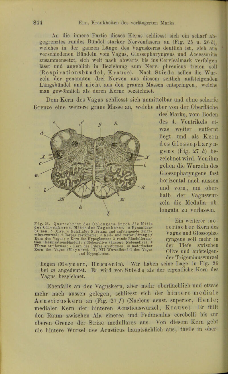 An die innere Partie dieses Kerns schliesst sicli ein scharf ab- gegrenztes rundes Bllndel starker Nervenfasern an (Fig. 25 u. 26 h), welches in der ganzen Lange des Vaguskerns deutlich ist, sich aus verscliiedenen Btindeln vom Vagus, Glossopbaryngeus und Accessorius zusammensetzt, sich weit nach abwarts bis ins Cervicalmark verfolgen lasst und angeblich in Beziehung zum Nerv. phrenicus treten soli (Respirationsbtindel, Krause). Nach Stieda sollen die Wur- zeln der genannten drei Nerven aus diesem seitlich aufsteigenden Langsbtindel und nicht aus den grauen Massen entspringen, welche man gewbhnlich als deren Kerne bezeichnet. Dem Kern des Vagus schliesst sich unmittelbar und ohne scharfe Grenze eine weitere graue Masse an, welche aber von der Oberflache des Marks, vom Boden des 4. Ventrikels et- was weiter entfernt liegt und als Kern desGlossopharyn- geus (Fig. 27 h) be- zeichnet wird. Vonihm gehen die Wurzeln des Glossopharyngeus fast horizontal nach aussen und vorn, ran ober- halb der Vaguswur- zeln die Medulla ob- longata zu verlassen. Ein weiterer mo- tor i s c h e r Kern des Vagus und Glossopha- ryngeus soil mehr in der Tiefe zwischen Olive und aufsteigen- der Trigeminuswurzel liegen (Meynert, Huguenin). Wir haben seine Lage in Fig. 26 bei m angedeutet. Er wird von Stieda als der eigentliche Kern des Vagus bezeichnet. Ebenfalls an den Vaguskern, aber mehr oberflachlich und etwas mehr nach aussen gelegen, schliesst sich der hint ere me dial e Acusticuskern an (Fig. 27/) (Nucleus acust. superior, Henle; medialer Kern der hinteren Acusticuswurzel, Krause). Er fiillt den Raum zwischen Ala cinerea und Pedunculus cerebelli bis zur oberen Grenze der Striae medullares aus. Von diesem Kern geht die hintere Wurzel des Acusticus hauptsachlich aus, tbeils in ober- Fig. 20. Querschnitt der Oblongata dnrch die Mitte des Olivenkerns, Mitte des Vaguskerns. a Pyramiden- babnen: b Oliye: c Gelatinose Substanz und aufsteigende Trige- minusirurzel; d Corpus restiforme: e Keil- und zarter Strang: / Kern des Vagus: g Kern des Hypoglossus: h runde Bund elfforma- tion (Respirationsbnndel): i Nebenolive (Sussere Nebenolive): I Fibrae arciformes; I Kern der Fibrae arciformes: m motorischer Kern des Vagns (Meynert). X, XII Wurzelbundel des Vagus und Hypoglossus.