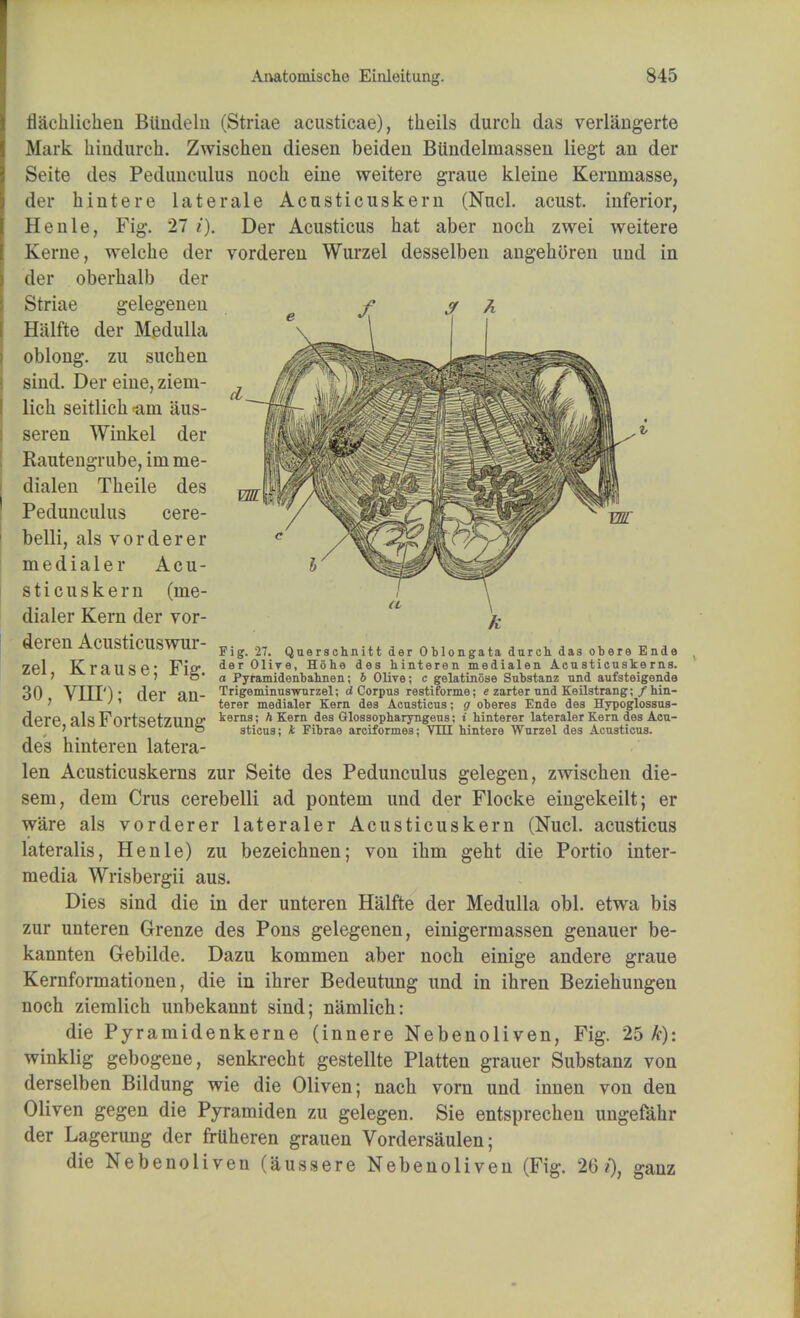 rlachlichen Biindeln (Striae acusticae), theils durch das verlangerte Mark hindurch. Zwischeri diesen beiden BUudelrnassen liegt an der Seite des Pedunculus noch eiue weitere graue kleine Kernrnasse, der kintere laterale Acusticuskem (Nncl. acust. inferior, Henle, Fig. 27 i). Der Acusticus hat aber noch zwei weitere Kerne, welche der vorderen Wurzel desselben angehoren und in der oberhalb der Striae gelegeneu Halffce der Medulla oblong, zu suchen sind. Der eine, ziem- lich seitlich <am aus- seren Winkel der Rautengrube, im me- dialen Theile des Pedunculus cere- belli, als vorderer medialer Acu- sticuskem (me- dialer Kern der vor- deren Acusticuswur- zel, Krause; Fig. 30, VIII'); der an- dere, als Fortsetzung des hinteren latera- len Acusticuskerns zur Seite des Pedunculus gelegen, zwischen die- sem, dem Crus cerebelli ad pontem und der Flocke eingekeilt; er ware als vorderer lateraler Acusticuskem (Nucl. acusticus lateralis, Henle) zu bezeichnen; von ihm geht die Portio inter- media Wrisbergii aus. Dies sind die in der unteren Halfte der Medulla obi. etwa bis zur unteren Grenze des Pons gelegenen, einigermassen genauer be- kannten Gebilde. Dazu kommen aber noch einige andere graue Kernformationen, die in ihrer Bedeutung und in ihren Beziehungen noch ziemlich unbekannt sind; namlich: die Pyramidenkerne (innere Nebenoliven, Fig. 25 k): winklig gebogene, senkrecht gestellte Platten grauer Substanz von derselben Bildung wie die Oliven; nach vorn und innen von den Oliven gegen die Pyramiden zu gelegen. Sie entsprecheu ungefahr der Lagerung der frUheren grauen Vordersaulen; die Nebenoliven (aussere Nebenoliven (Fig. 26?), ganz Fig. 27. Querschnitt der Oblongata durch das obere Ende der Olive, Hohe des hinteren medialen Acusticuskerns. a Pyramidenbahnen; b Olive; c gelatinose Substanz und aufsteigende Trigeminuswurzel; d Corpus restiforme; e zarter und Keilstrang; / hin- terer medialer Kern des Acusticus; g oberes Ende des Hypoglossus- kerns; h Kern des Glossopharyngens; t hinterer lateraler Kern des Acu- sticus; k Fibrae arciformes; VUi hintere Wurzel des Acusticus.