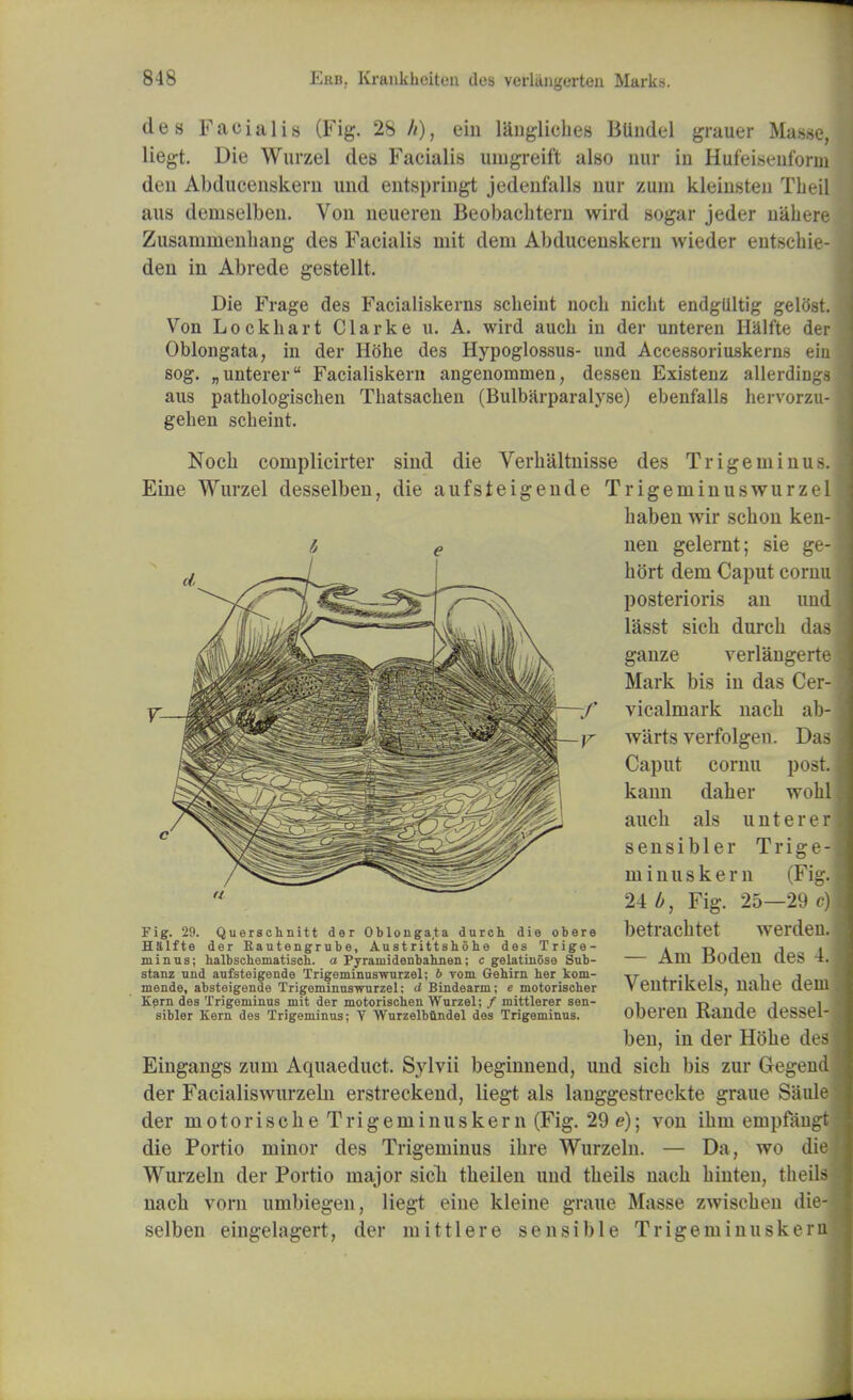 des Facialis (Fig. 28 //), ein langliches Blindel grauer Masse, liegt. Die Wurzel des Facialis umgreift also nur in Hufeisenforin deu Abducenskern und entspringt jedenfalls nur zum kleinsten Theil aus deniselben. Von neueren Beobachtern wird sogar jeder nahere Zusamnienhang des Facialis niit deni Abducenskern wieder entschie- den in Abrede gestellt. Die Frage des Facialiskerns scheiut noch nicht endgliltig gelost Von Lockhart Clarke u. A. wird auch in der unteren Halfte de Oblongata, in der Hoke des Hypoglossus- und Accessoriuskerns ei sog. „unterer Facialiskern angenommen, dessen Existenz allerdin0 aus pathologischen Thatsachen (Bulbarparalyse) ebenfalls hervorzu gehen scheint. Noch complicirter sind die Verhaltnisse des Trigeminus Eine Wurzel desselben, die aufsteigende Trigeniiuuswurze baben wir schon ken- nen gelernt; sie ge- hort deni Caput corn posterioris an un lasst sick durch d gauze verlangert Mark bis in das Cer- vicalmark nacb a warts verfolgen. D Caput cornu pos kaun daber wo auch als u n t e r e r sensibler Trige- minus kern (Fig. 24 b, Fig. 25—29 6 betracbtet werde — Am Boden des 4 Ventrikels, nahe de oberen Rande dessel ben, in der Hohe de Eingangs zum Aquaeduct. Sylvii beginnend, und sich bis zur Gegen der Facialiswurzeln erstreckend, liegt als langgestreckte graue Saul der motorische Trigeminuskern (Fig. 29 e); von ihm empfau die Portio minor des Trigeminus ihre Wurzeln. — Da, wo di Wurzeln der Portio major sich theilen und theils nach hiuten, thei nach vorn umbiegen, liegt eine kleine graue Masse zwischeu die selben eingelagert, der mittlere sensible Trigeminusker Fig. 29. Querschnitt der Oblongata durch die obere Halfte der Bautengrube, Austrittshohe des Trige- minus; halbschematisch. a Fyraniidenbahnen; c gelatinose Sub- stanz und aufsteigende Trigeminuswurzel; b yom Gehirn her koni- mende, absteigende Trigeminuswurzel; d Bindearm; e motorischer Kern des Trigeminus mit der motorischen Wurzel; / mittlerer sen- sibler Kern des Trigeminus; V Wurzelbundel des Trigeminus.