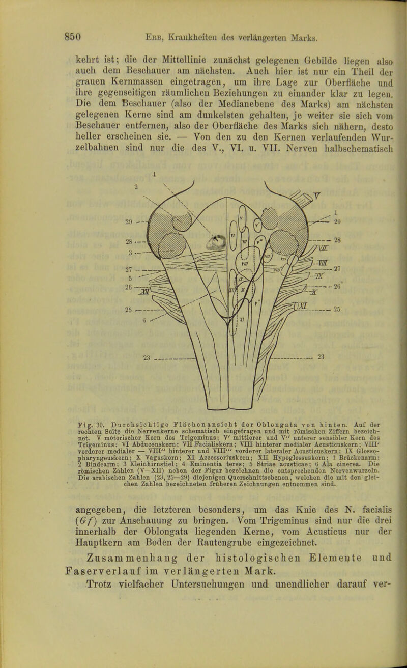 kehrt ist; die der Mittellinie zunachst gelegenen Gebilde liegen also auch dem Beschauer am nachsten. Auch hier ist nur ein Theil der grauen Kernmassen eingetragen, um ihre Lage zur Oberflache und ihre gegenseitigen raumlichen Beziehungen zu einander klar zu legen. Die dem Beschauer (also der Medianebene des Marks) am nachsten gelegenen Kerne sind am dunkelsten gehalten, je weiter sie sich vom Beschauer entfernen, also der Oberflache des Marks sich nahern, desto heller erscheinen sie. — Von den zu den Kernen verlaufenden Wur- zelbahnen sind nur die des V., VI. u. VII. Nerven halbschematisch Fig. 30. Durchsichtige Fl&chenans icht der Oblongata von hinten. Anf der rechten Seite die Nervenkerne schematised, eingetragen und mit romischen Ziffern bezeich- net. V motorischor Kern des Trigeminus; V mittlerer und V unterer sensibler Kern des Trigeminus: VI Abdueenskern; VII Faeialiskern; YIII hinterer medialer Acusticuskern; VIII' Torderer medialer — YIII hinterer und VIII' vorderer lateraler Acusticuskern; IX Glosso- pharyngeuskern; X Vaguskern; XI Accessoriuskern; XII Hypoglossuskern; 1 Bruckenarm: 2 Bindearm: 3 Kleinhirnstiel; 4 Eminentia teres; 5 Striae acusticae; U Ala cinerea. Die romischen Zahlen (V—XII) neb en der Figur bezeichnen die entsprechendon Nerrenwurzeln. Die arabischen Zahlen (23, 25—29) diejenigen Querschnittsebenen, welehen die mit den glei- chen Zahlen bezeichneten fruheren Zeichnungen entnonimen sind. angegeben, die letzteren besonders, um das Knie des N. facialis {Gf) zur Anschauung zu bringen. Vom Trigeminus sind nur die drei innerhalb der Oblongata liegenden Kerne, vom Acusticus nur der Hauptkern am Boden der Rautengrube eingezeichnet. Zusanimenhang der histologischen Elemente und aserverlauf im verlangerten Mark. Trotz vielfacher Untersuchungen und unendlicher darauf ver-