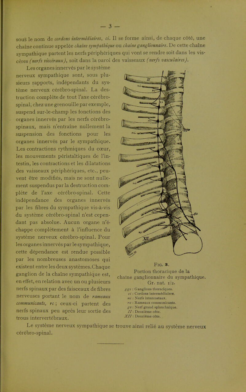 sous le nom de cordons intennediaiyes, ci. ] chaine continue appel6e chaine sympathiqut sympathique partent les nerfs p6ripheriqi ceres (nerfs visccraiix), soit dans la parol c Les organes innerv6s par le systeme nerveux sympathique sont, sous plu- sieurs rapports, ind6pendants du sys- teme nerveux c6r6bro-spinal. La des- truction complete de tout I'axe cerebro- spinal, chez une grenouille par exemple, suspend sur-le-champ les lonctions des organes innerves par les nerfs cerebro- spinaux, mais n'entraine nuUement la suspension des fonctions pour les organes innerves par le sympathique. Les contractions rythmiques du coeur, les mouvements peristaltiques de I'in- testin, les contractions et les dilatations des vaisseaux peripheriques, etc., peu- vent etre modifies, mais ne sont nulle- ment suspendus par la destruction com- plete de I'axe cerebro-spinal. Cette independance des organes innerves par les fibres du sympathique vis-a-vis du systeme cerebro-spinal n'est cepen- dant pas absolue. Aucun organe n'e- chappe completement k I'influence du systeme nerveux cerebro-spinal. Pour les organes innerves par le sympathique, cette dependance est rendue possible par les nombreuses anastomoses qui existent entre les deux systemes.Chaque ganglion de la chaine sympathique est, en effet, en relation avec un ou plusieurs nerfs spinaux par des faisceaux de fibres nerveuses portant le nom de rameaux communicants, rc; ceux-ci partent des nerfs spinaux peu apres leur sortie des trous intervert6braux. Le systeme nerveux sympathique se c6rebro-spinal. 1 se forme ainsi, de chaque c6t6, une ou chaiiie ganglionnaire. De cette chaine es qui vont se rendre soit dans les vis- es vaisseaux (nerfs vasculaires). Fig. 3. Portion thoracique de la chaine ganglionnaire du sympathique, Gr. nat. 1/2. g'gs : Ganglions thoraciques. ci : Cordons interm^diaires. ni : Nerfs intercostaux. rc : Rameaux communicants. ffs : Nerf grand splanclinique. //: Deuxi^me cote. ^//: DouziAme cote. trouve ainsi reli6 au systeme nerveux