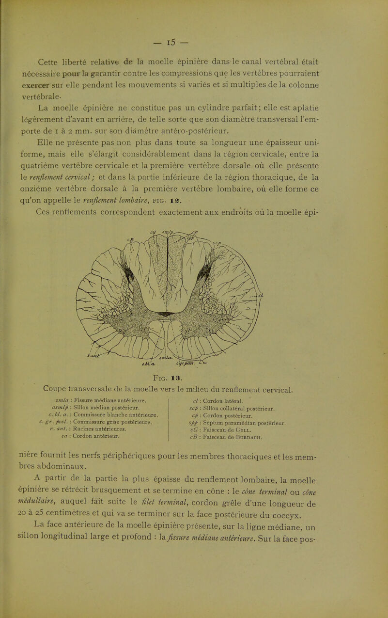 Cette liberte relative de la moelle 6piniere dans le canal vertebral etait necessaire pour la garantir centre les compressions que les vertebres pourraient exercer sur elle pendant les mouvements si varies et si multiples de la colonne vertebrale- La moelle epiniere ne constitue pas un cylindre parfait; elle est aplatie legerement d'avant en arriere, de telle sorte que son diametre transversal I'em- porte de I a 2 mm. sur son diametre antdro-posterieur. Elle ne presente pas non plus dans toute sa longueur une epaisseur uni- forme, mais elle s'elargit considerablement dans la region cervicale, entre la quatrieme vertebre cervicale et la premiere vertebre dorsale oii elle presente le renfiement cervical; et dans la partie inferieure de la region thoracique, de la onzieme vertebre dorsale a la premiere vertebre lombaire, oii elle forme ce qu'on appelle le renfiement lombaire, fig. la. Ccs renfiements correspondent exactement aux endroits ou la moelle epi- r<uiir ciLa. Fig. 13. Coupe transversale de la moelle vers le milieu du renfiement cervical. smla : Fissure mediane ant^rieure. asmlp : Sillon median posterieur. c. bl. a. : Commissure blanche ant6rieure. post. : Commissure grise posterieure. r. ant. : Racines anterieures. ca : Cordon ant^rieur. cl: Cordon lateral. Sep : Sillon collateral posterieur. cp : Cordon posterieur. spp : Septum paramedian posterieur. cC : Faisceau de Goll. cB : Faisceau de Burdach. niere fournit les nerfs peripheriques pour les membres thoraciques et les mem- bres abdominaux. A partir de la partie la plus epaisse du renfiement lombaire, la moelle epiniere se rdtrecit brusquement et se termine en cone : le cone terminal ou cone medullaire, auquel fait suite le filet terminal, cordon grele d'une longueur de 20 a 25 centimetres et qui va se terminer sur la face posterieure du coccyx. La face anterieure de la moelle epiniere pr6sente, sur la ligne mediane, un sillon longitudinal large et profond : la fissure mediarie anterieure. Sur la face pos-