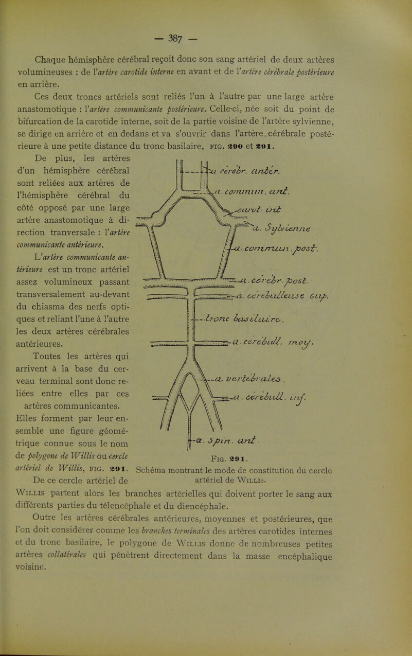 Chaque hemisphere cerebral regoit done son sang arterial de deux arteres volumineuses : de Vartere carotide interne en avant et de Vartere cerebrale posterieure en arriere. Ces deux troncs art6riels sont relics I'un a I'autre par une large artere anastomotique : Vartere communicante posterieure. Celle-ci, nee soit du point de bifurcation de la carotide interne, soit de la partie voisine de I'artere sylvienne, se dirige en arriere et en dedans et va s'ouvrir dans I'artere. c6rebrale poste- rieure a une petite distance du tronc basilaire, fig. aoo et De plus, les arteres d'un hemisphere cerebral sont relives aux arteres de I'hdmisphere cerdbral du cote oppose par une large artere anastomotique a di- rection tranversale : Vartere communicante anterieure. Uartere communicante an- terieure est un tronc arteriel assez volumineux passant transversalement au-devant du chiasma des nerfs opti- ques et reliant Tune a I'autre les deux arteres cerebrales anterieures. Toutes les arteres qui arrivent a la base du cer- veau terminal sont done re- liees entre elles par ces arteres communicantes. Elles forment par leur en- semble une figure geome- trique connue sous le nom de polygene de Willis ou cercle arteriel de Willis, fig. 391. De ce cercle art6riel de cinbcr. a.commun, aiti. tz. Si^lDiejine comnitur .joosi: 7 no -Cz. 6pin. Ufzi. Fig. «91. Schema montrant le mode de constitution, du cercle arteriel de Willis. Willis partent alors les branches arterielles qui doivent porter le sang aux differents parties du telencephale et du diencephale. Outre les arteres cer6brales anterieures, moyennes et posterieures, que I'on doit considerer comme les branches terminates des arteres carotides internes et du tronc basilaire, le polygone de Willis donne de nombreuses petites arteres collaterales qui p6netrent directement dans la masse encephalique voisine.