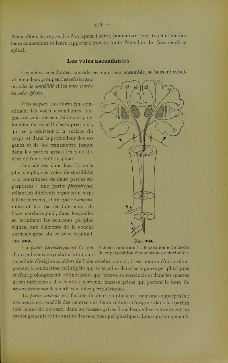 Nous aliens les reprendic I'un apres I'autre, poursuivre leur trajet et etudier leurs connexions et leurs rapports a travers toute I'etendue de I'axe cerebro- spinal. liGS voies ascendantes. Les voies ascendantes, consider6es dans leur ensemble, se laissent subdi- viser en deux groupes: les voies longues ou voies de sensibilite et les voies courtes on voies reflexes. Voies longues. Les fibres iqui con- stituent les voies ascendantes lon- gues ou voies de sensibilite ont pour fonction de recueillirles impressions, qui se produisent a la surface du corps et dans la profondeur des or- ganes, et de les transmettre jusque dans les parties grises les plus dle- vees de I'axe c6r6bro-spinal. Considerees dans leur forme la plus simple, ces voies de sensibilite sont constitutes de deux parties su- perposees :. une partie peripherique, reliant les differents organes du corps a I'axe nerveux, et une partie centrale, unissant les parties inftrieures de I'axe cerebro-spinal, dans lesquelles se terminent les neurones p6riphe- riques, aux elements de la couche corticale grise du cerveau terminal. FIG. .304. Fig. 304. La partie peripherique est formee Schema montrant la disposition et le mode d'un seul neurone; celui-ci a toujours superposition des neurones centripetes. sa cellule d'origine en dehors de I'axe c6r6bro-spinal ; il est pourvu d'un prolon- gement k conduction cellulipete qui se termine dans les organes peripheriques et d'un prolongement cylindraxile, qui trouve sa terminaison dans les masses grises inf6rieures des centres nerveux, masses grises qui portent le nom de noyaux terminaiix des nerfs sensibles peripheriques. La partie centrale est formee de deux ou plusieurs neurones superpos6s ; ces neurones sensitifs des centres ont leurs cellules d'origine dans les parties inferieiires du n6vraxe, dans les masses grises dans lesquelles se terminent les prolongements cylindraxiles des neurones periphdriques. Leurs prolongements